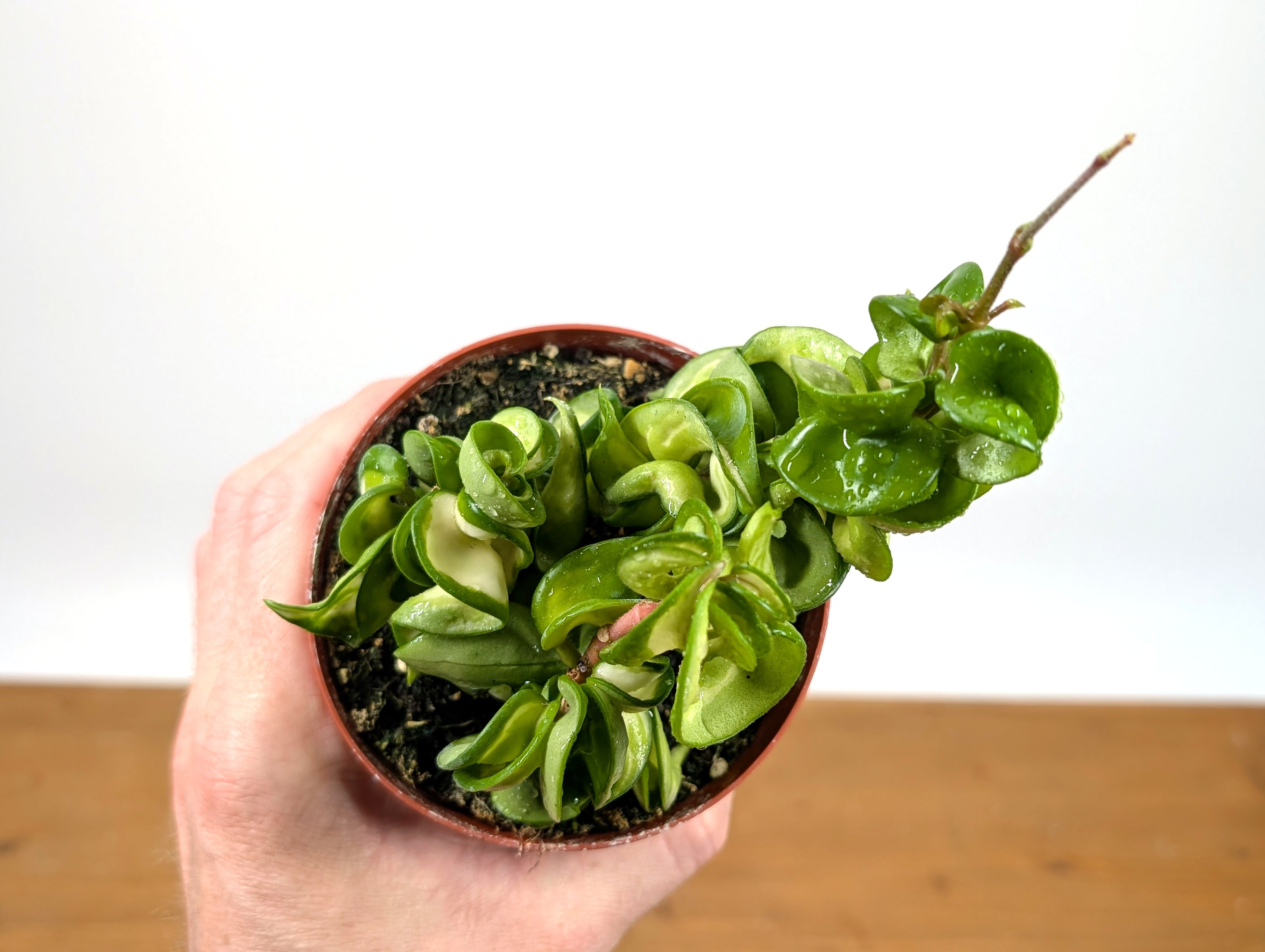 Hoya Mauna Loa Carnosa Compacta Inner Variegated Hindu Rope