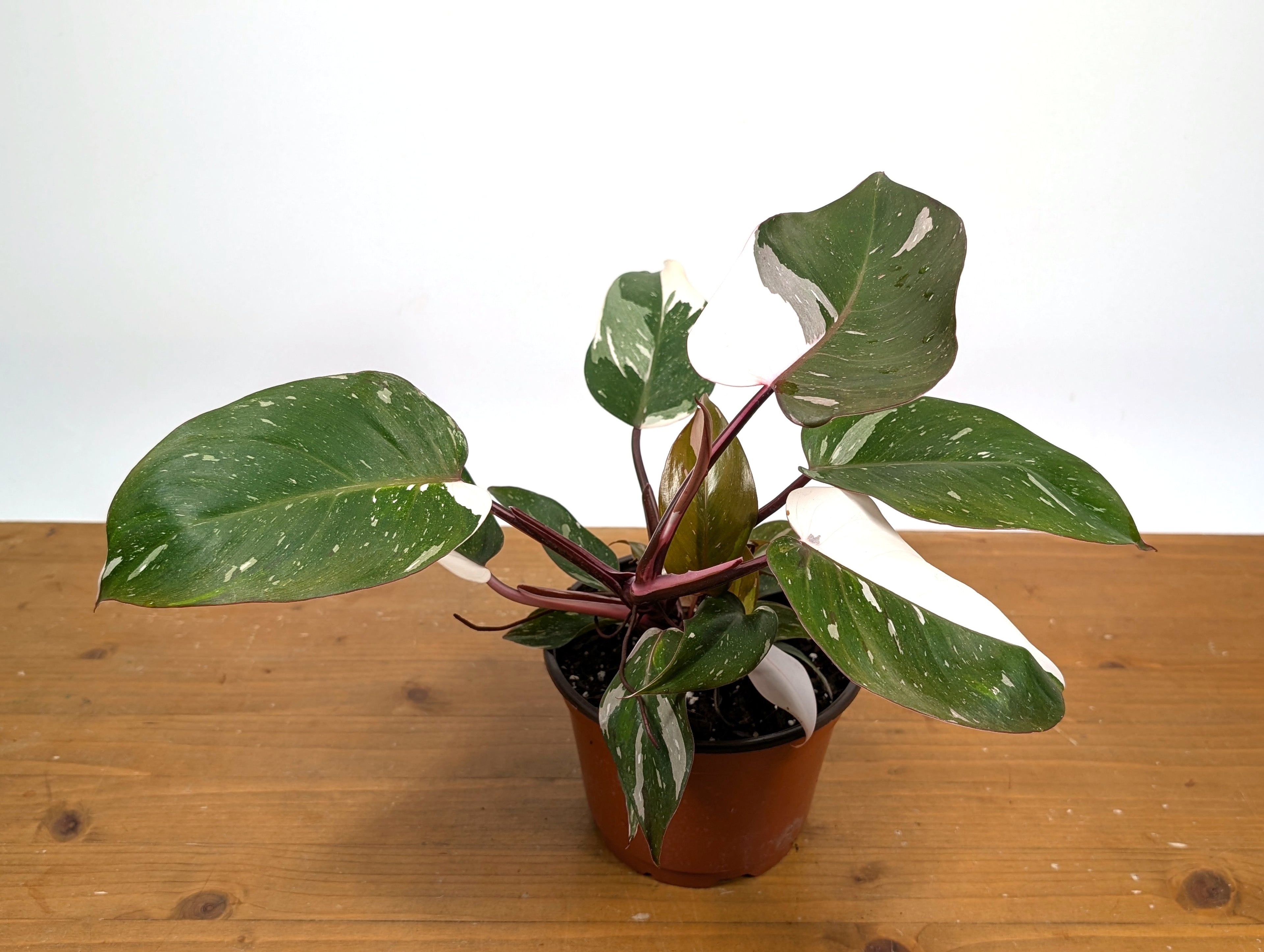Philodendron Red Anderson