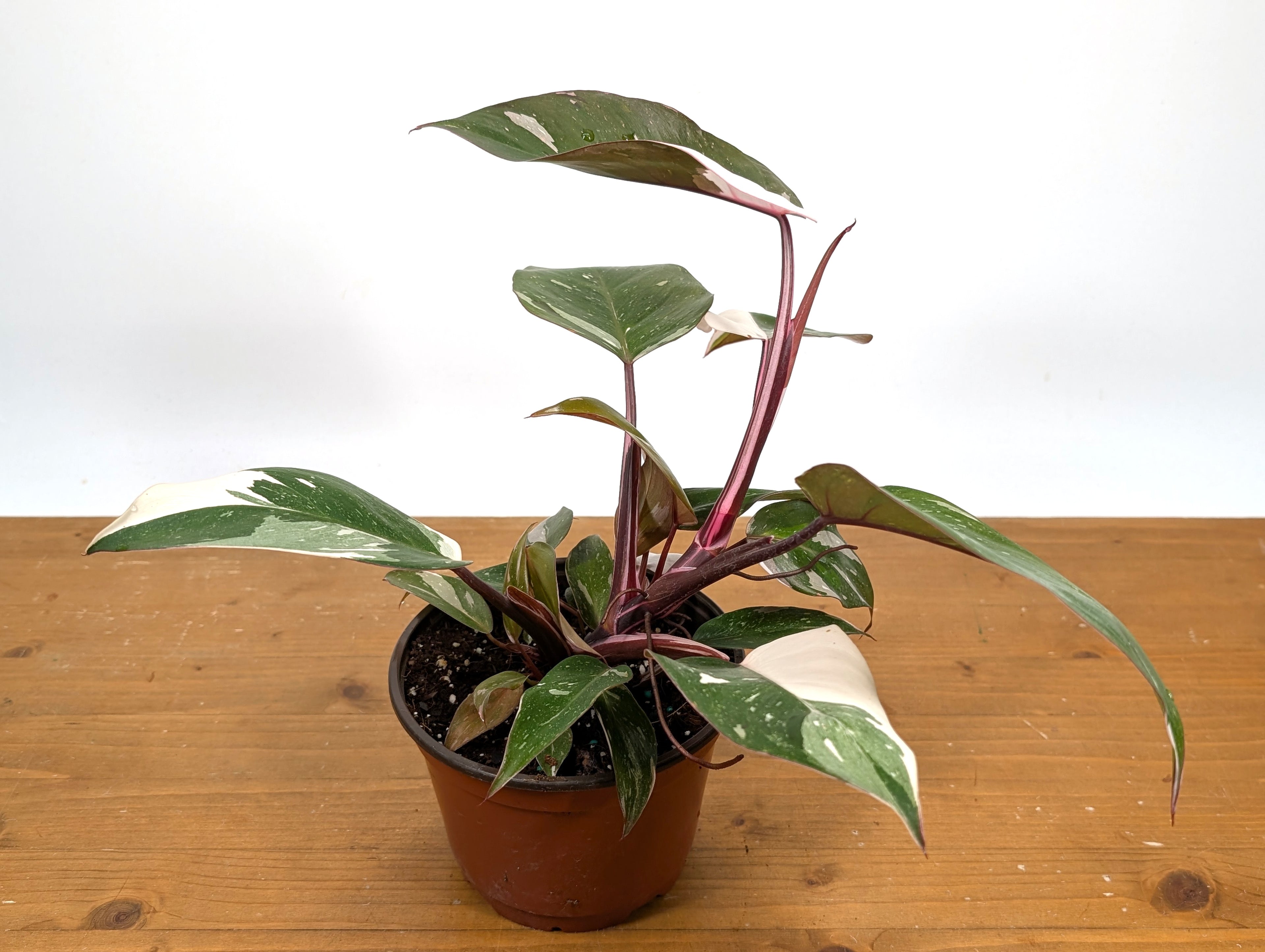 Philodendron Red Anderson