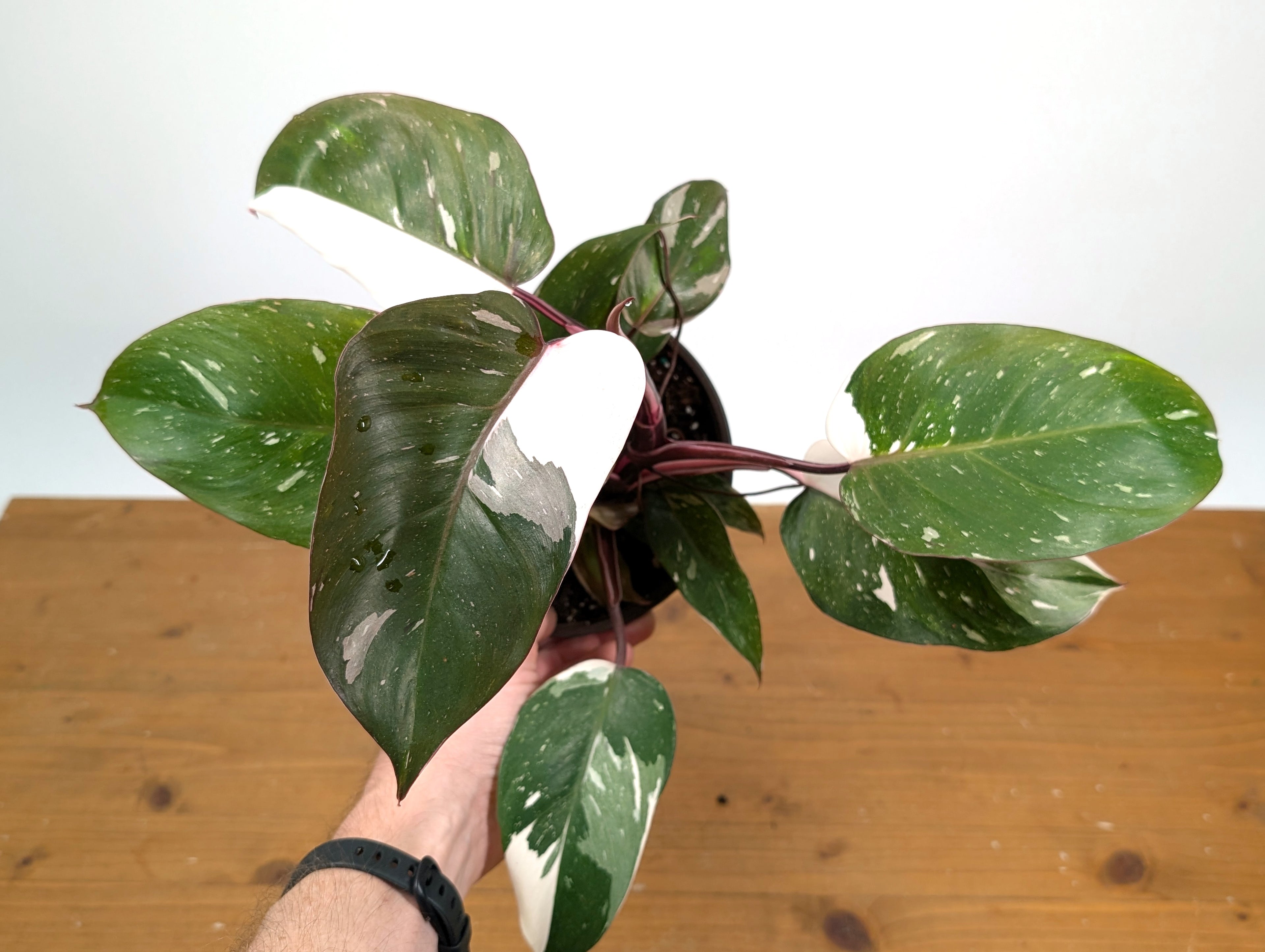 Philodendron Red Anderson