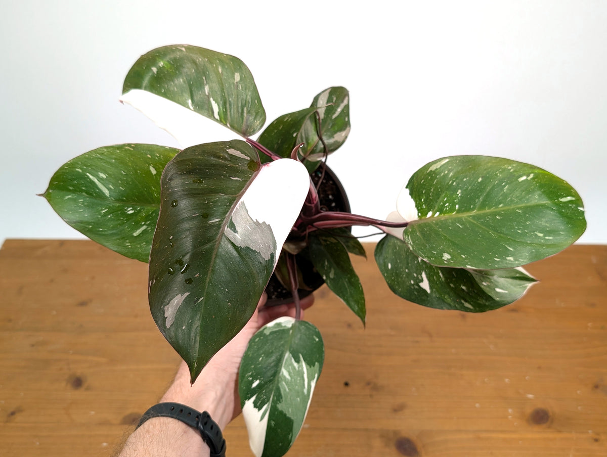 Philodendron Red Anderson