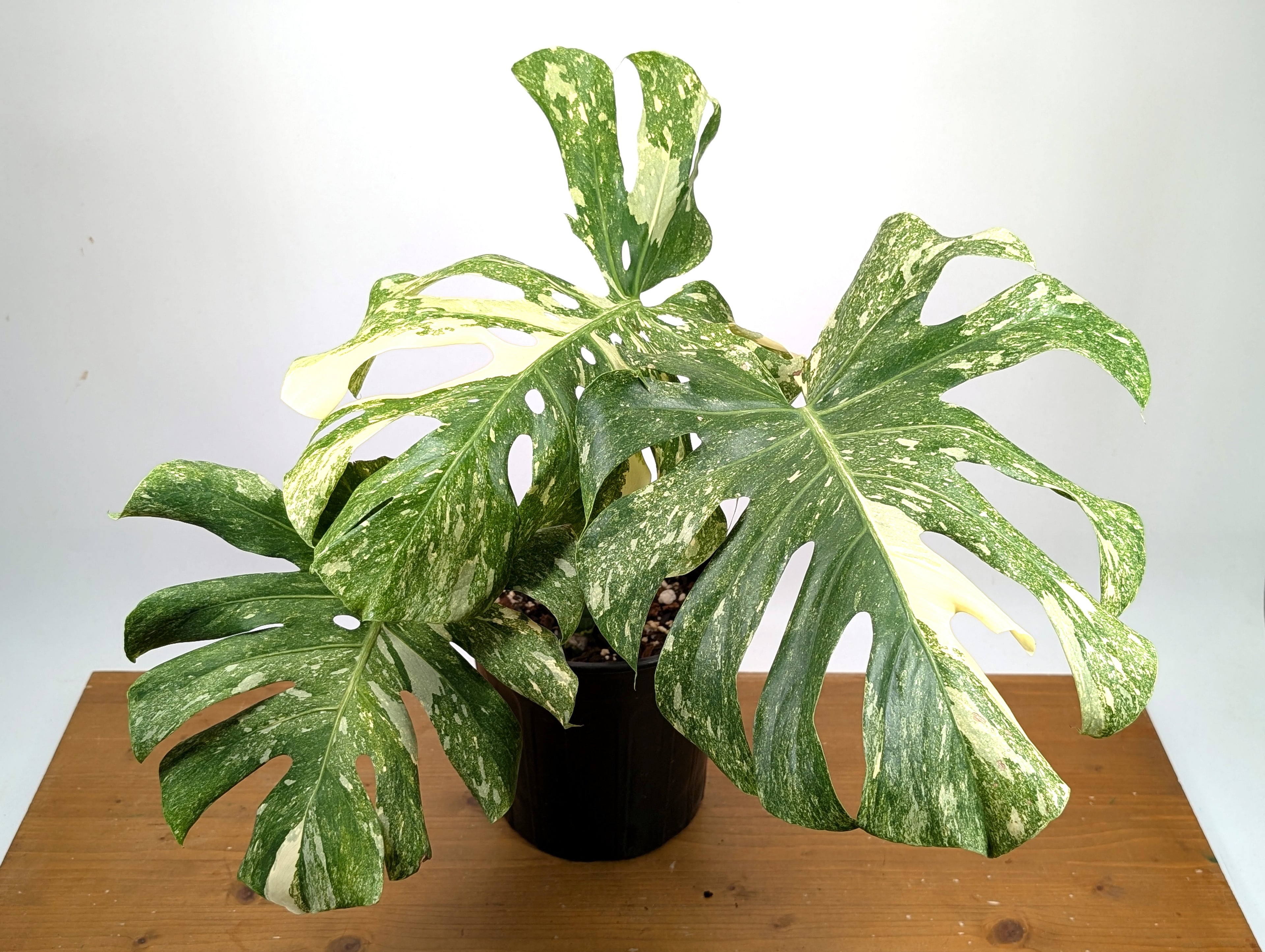 Monstera Thai Constellation &