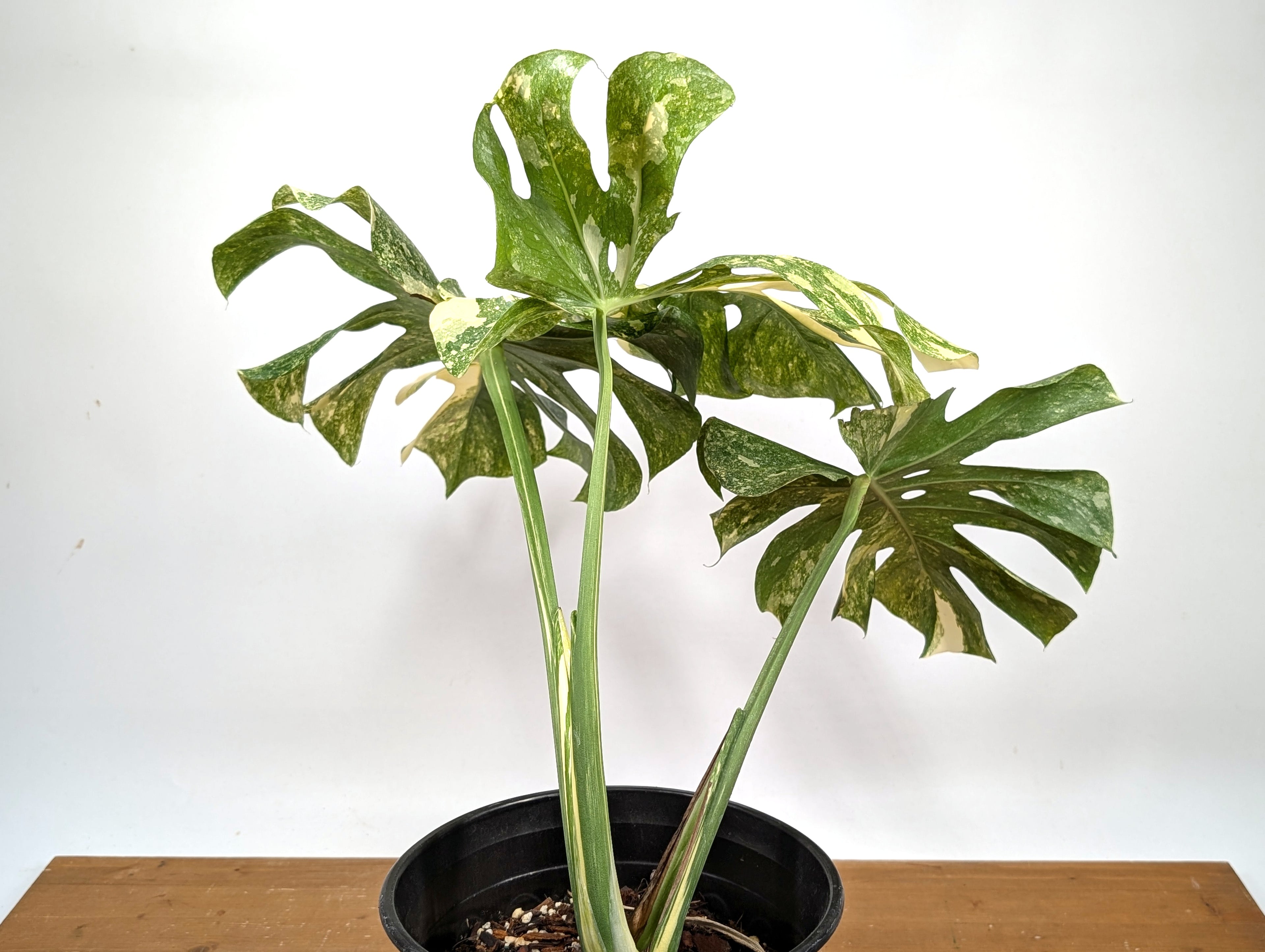 Monstera Thai Constellation &