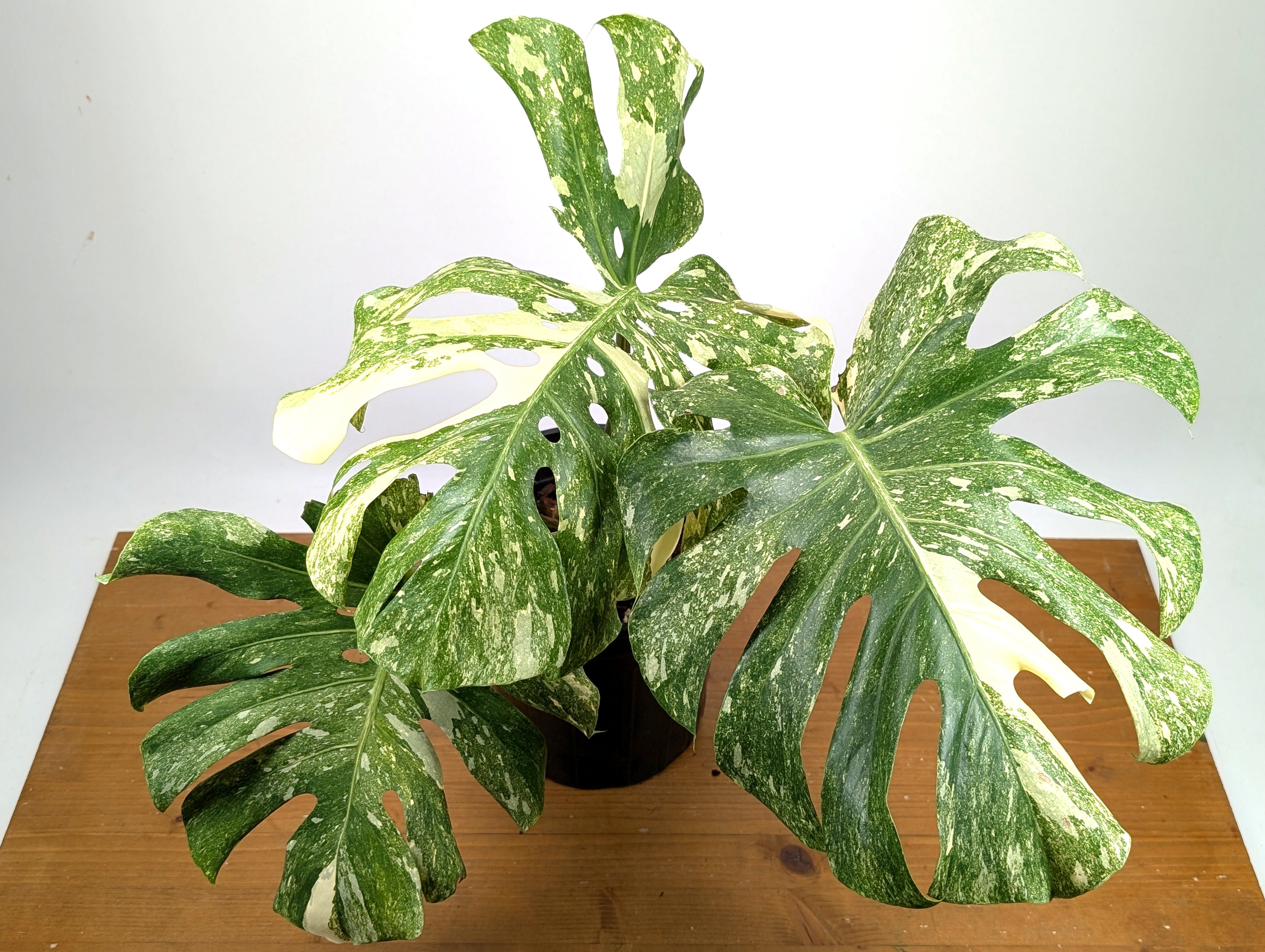 Monstera Thai Constellation &