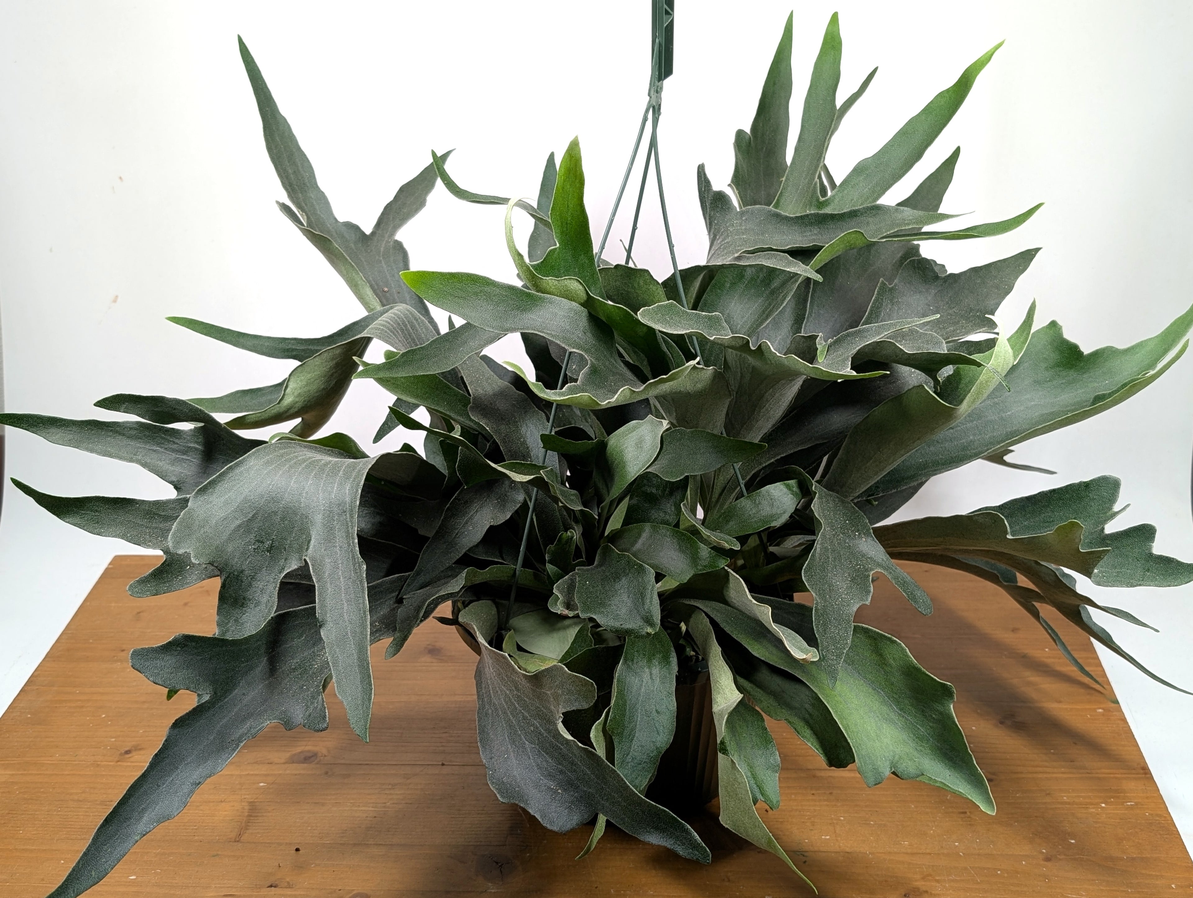 Staghorn Fern 10 inch Hanging Basket XL Size