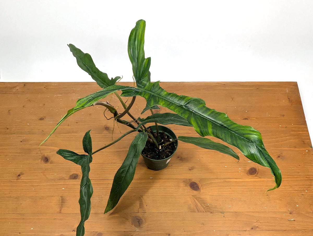 Philodendron Paloraense cf x Tortum
