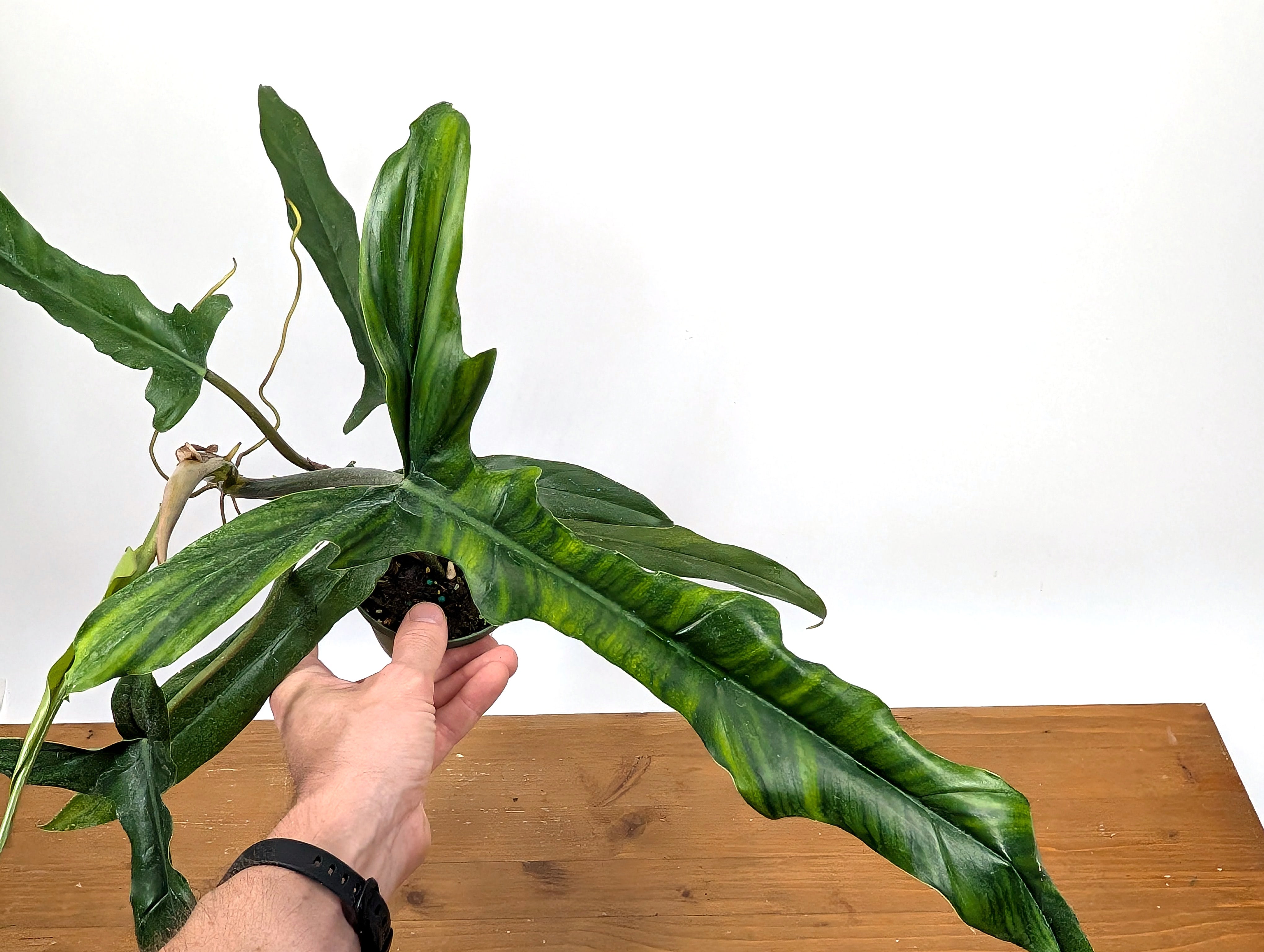 philodendron african fantasy Philodendron Paloraense cf x Tortum