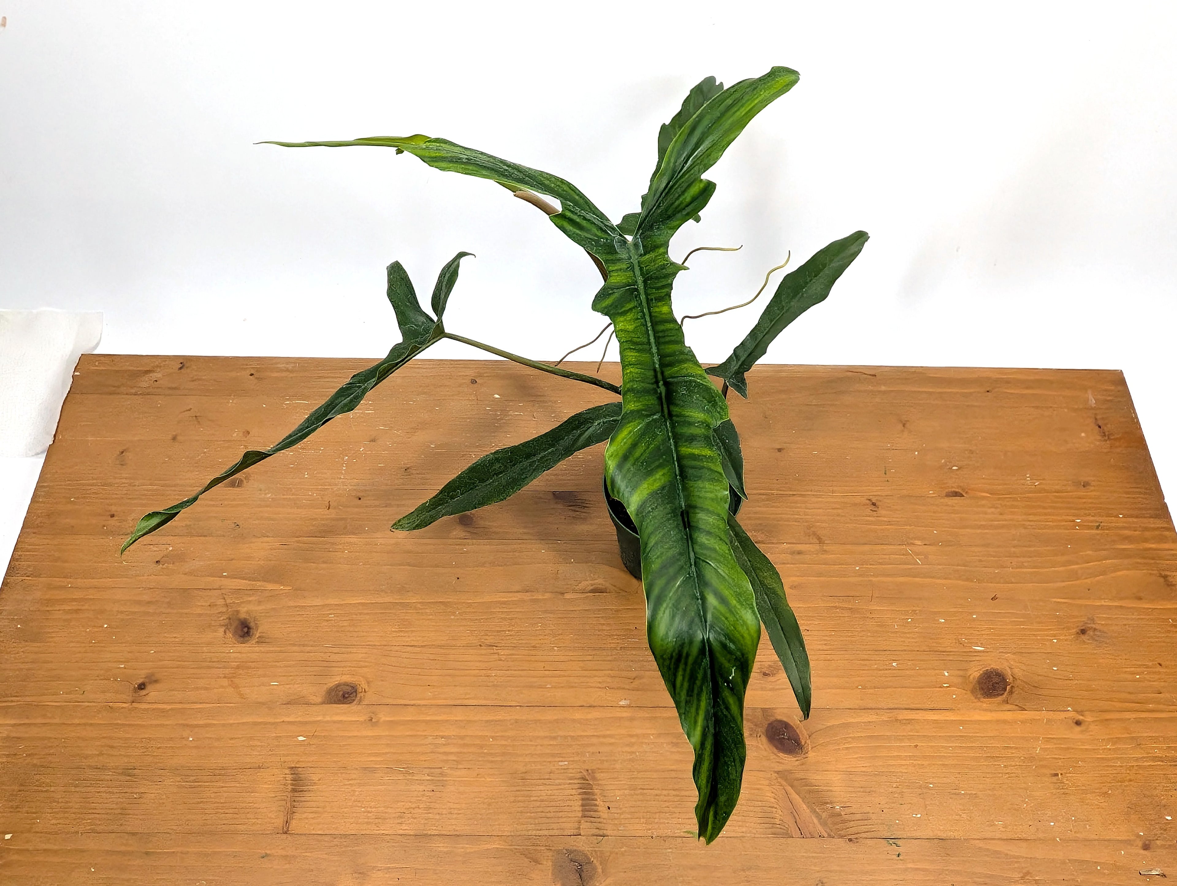 Philodendron Paloraense cf x Tortum