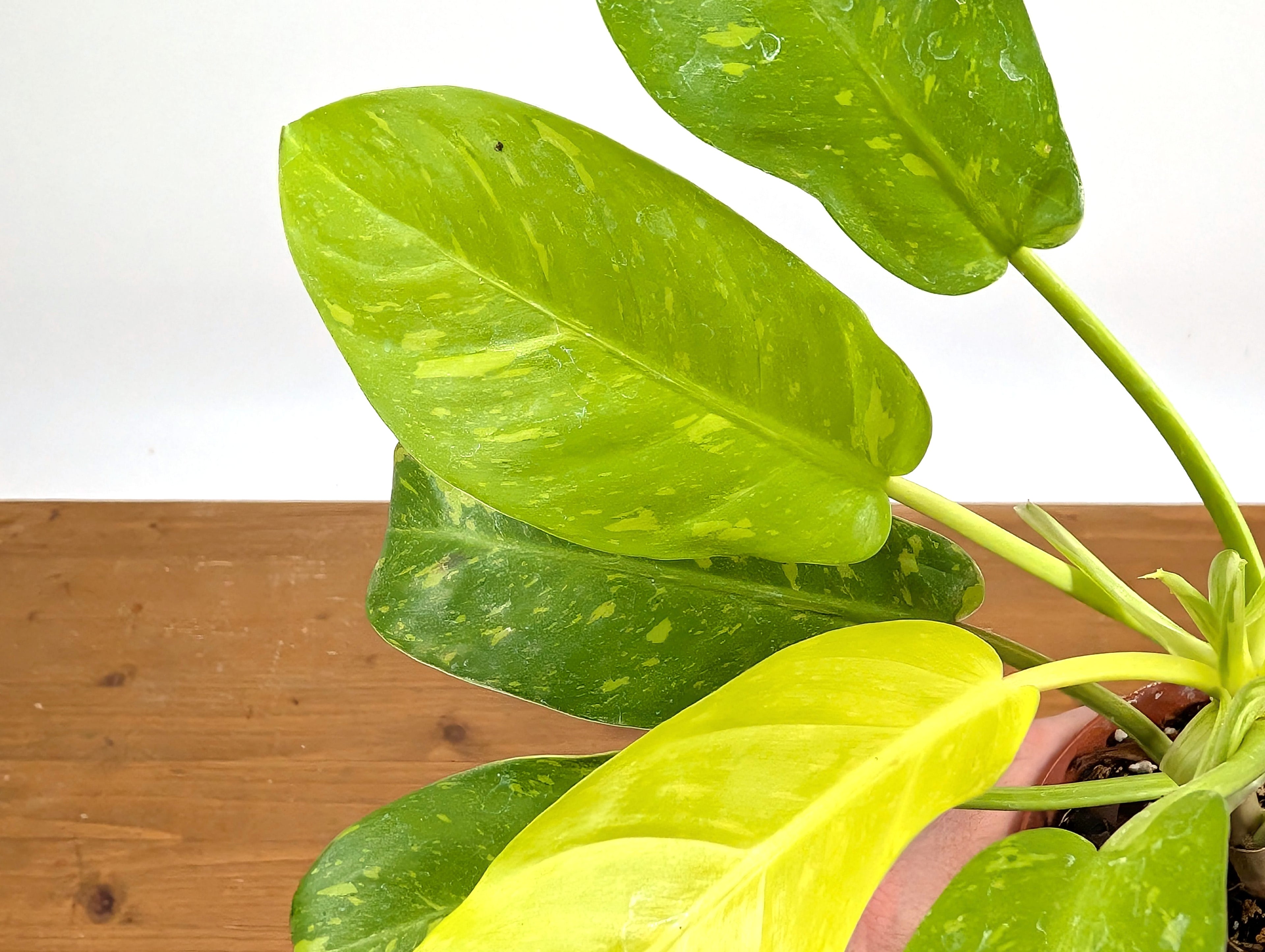 Philodendron Thai Sunrise - Rare Variegated Mutant Exact Plant