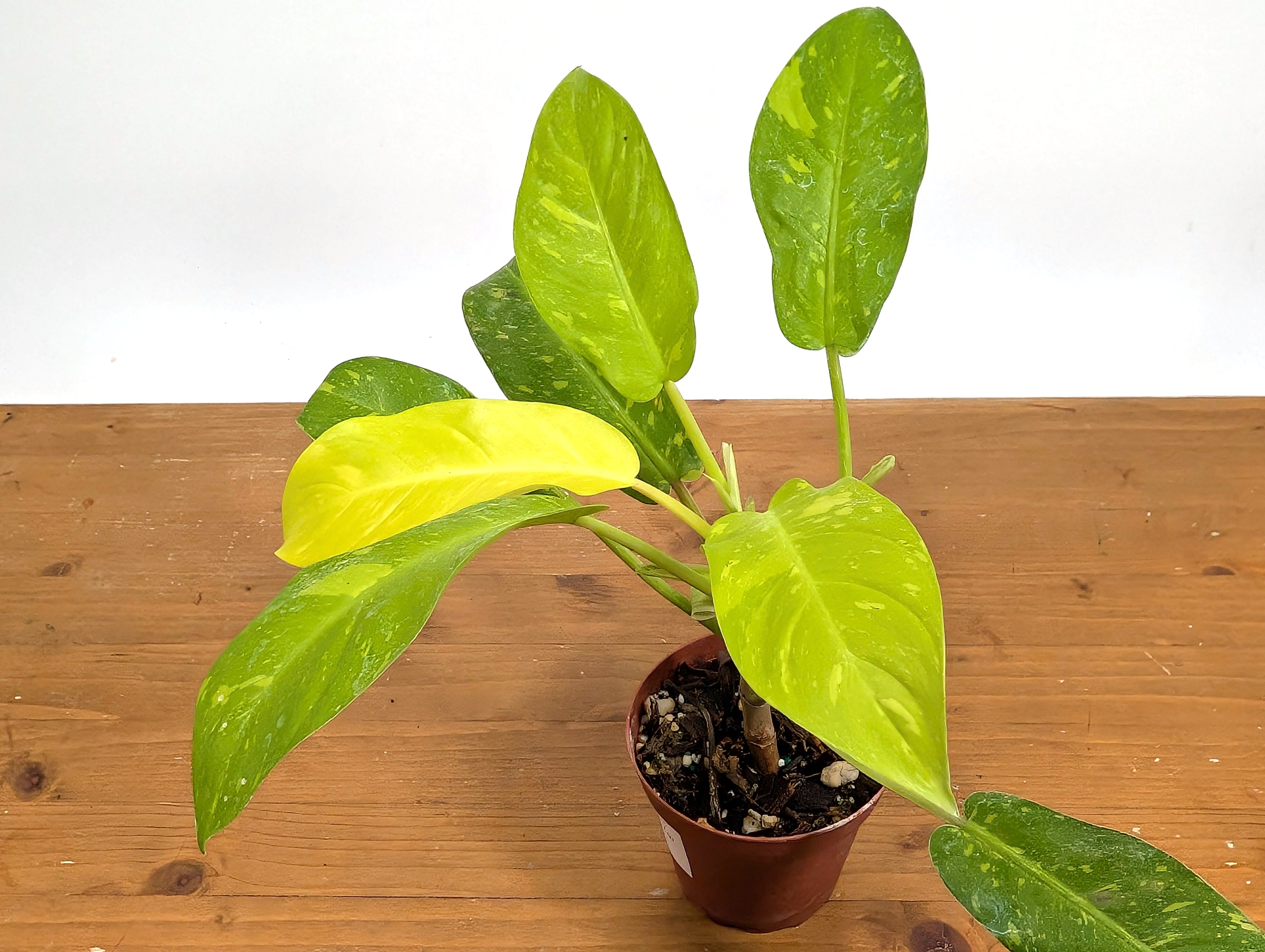 Philodendron Thai Sunrise - Rare Variegated Mutant Exact Plant