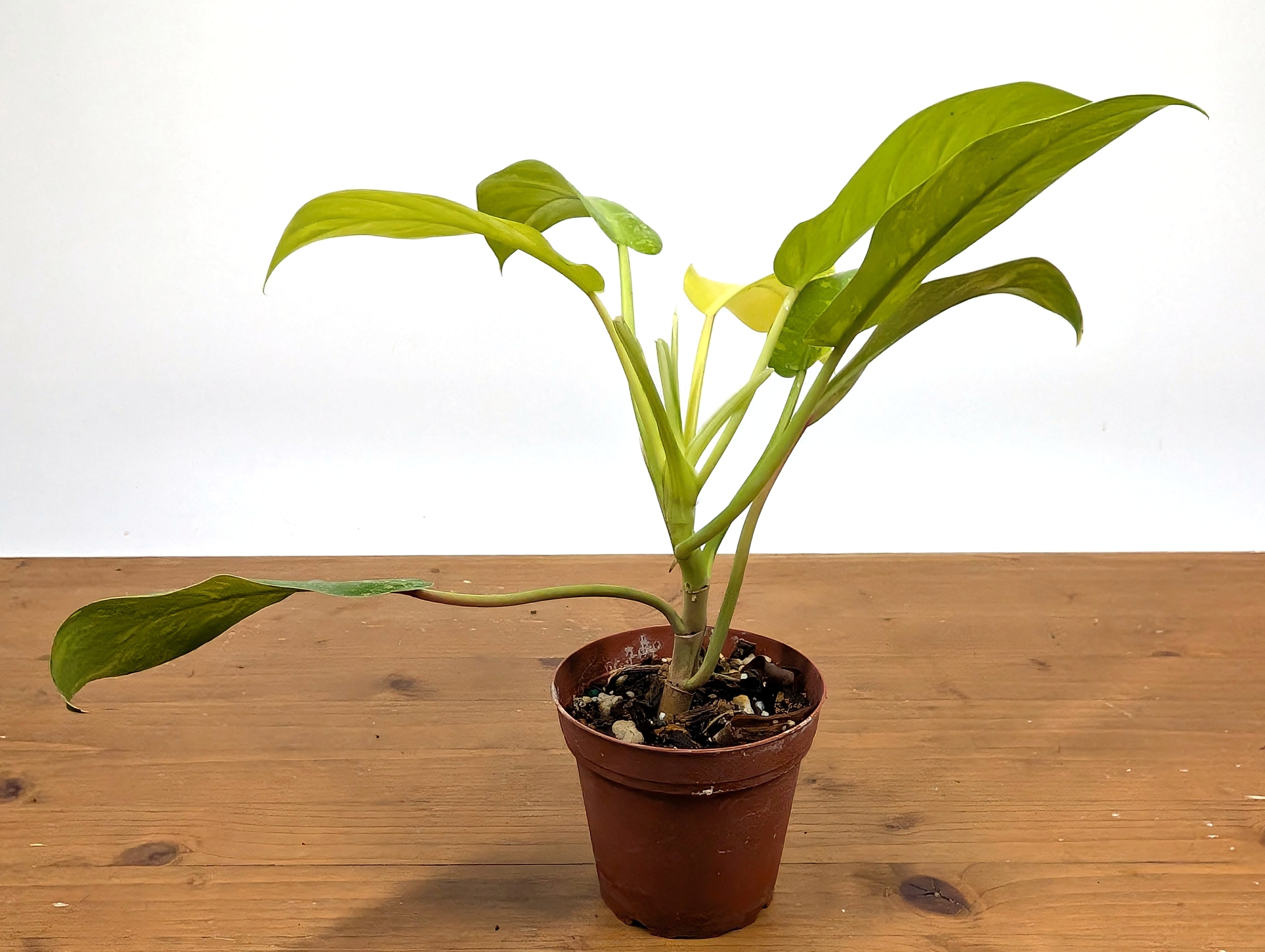 Philodendron Thai Sunrise - Rare Variegated Mutant Exact Plant
