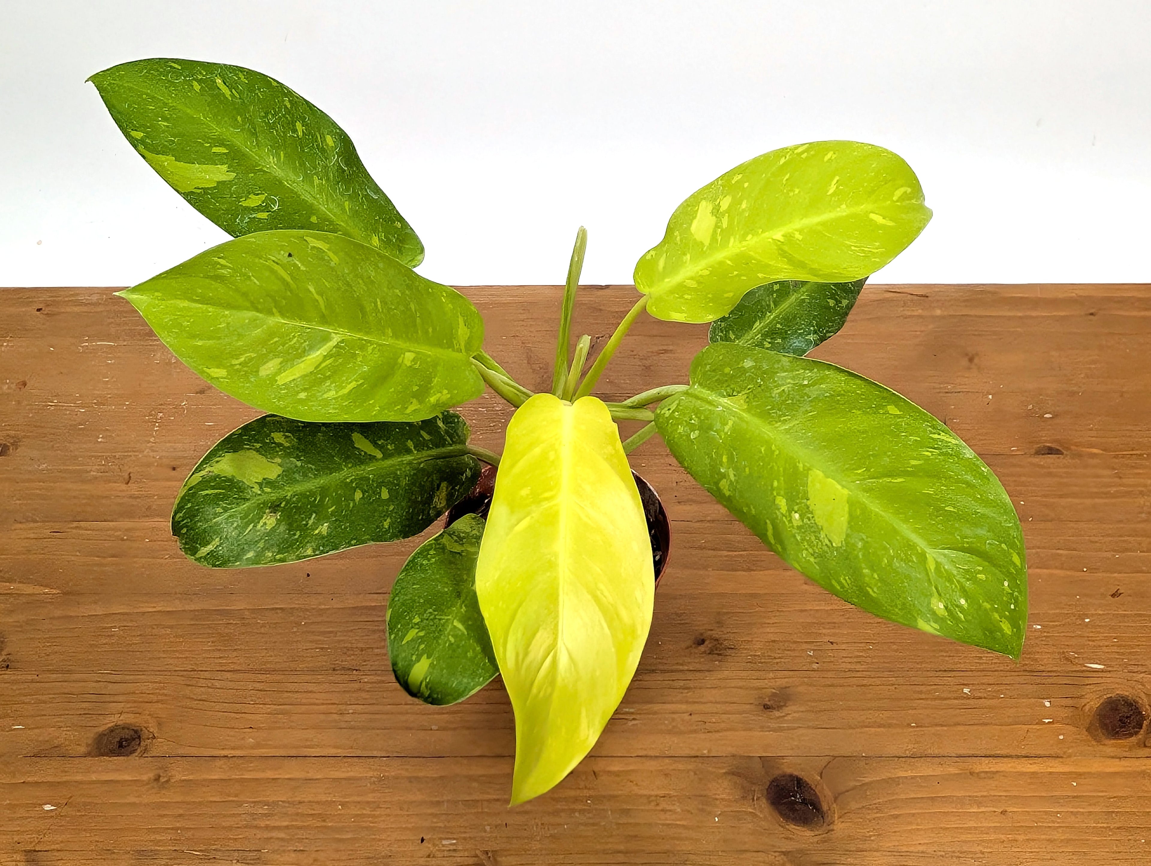 Philodendron Thai Sunrise - Rare Variegated Mutant Exact Plant