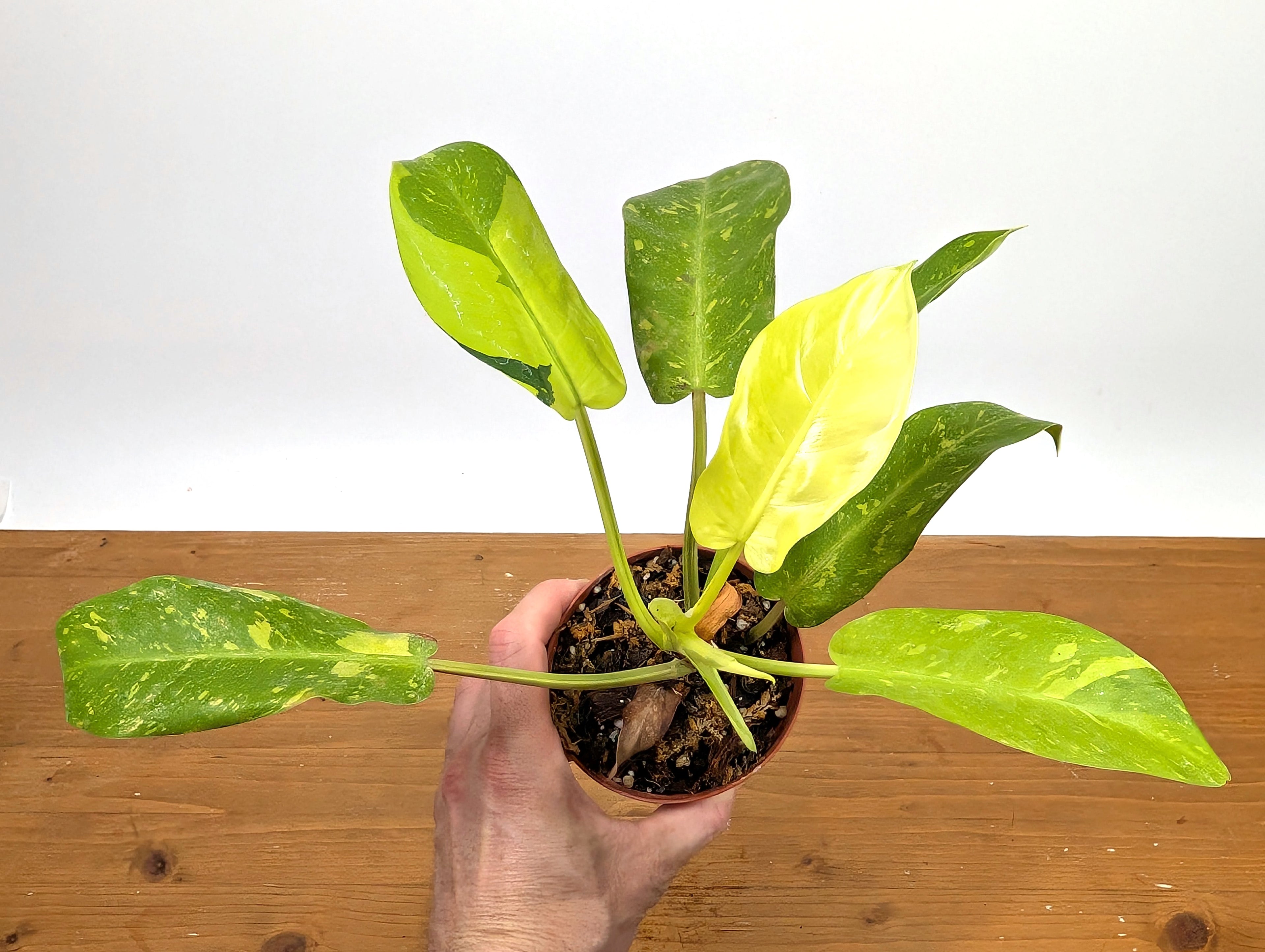 Philodendron Thai Sunrise - Rare Variegated Mutant Exact Plant