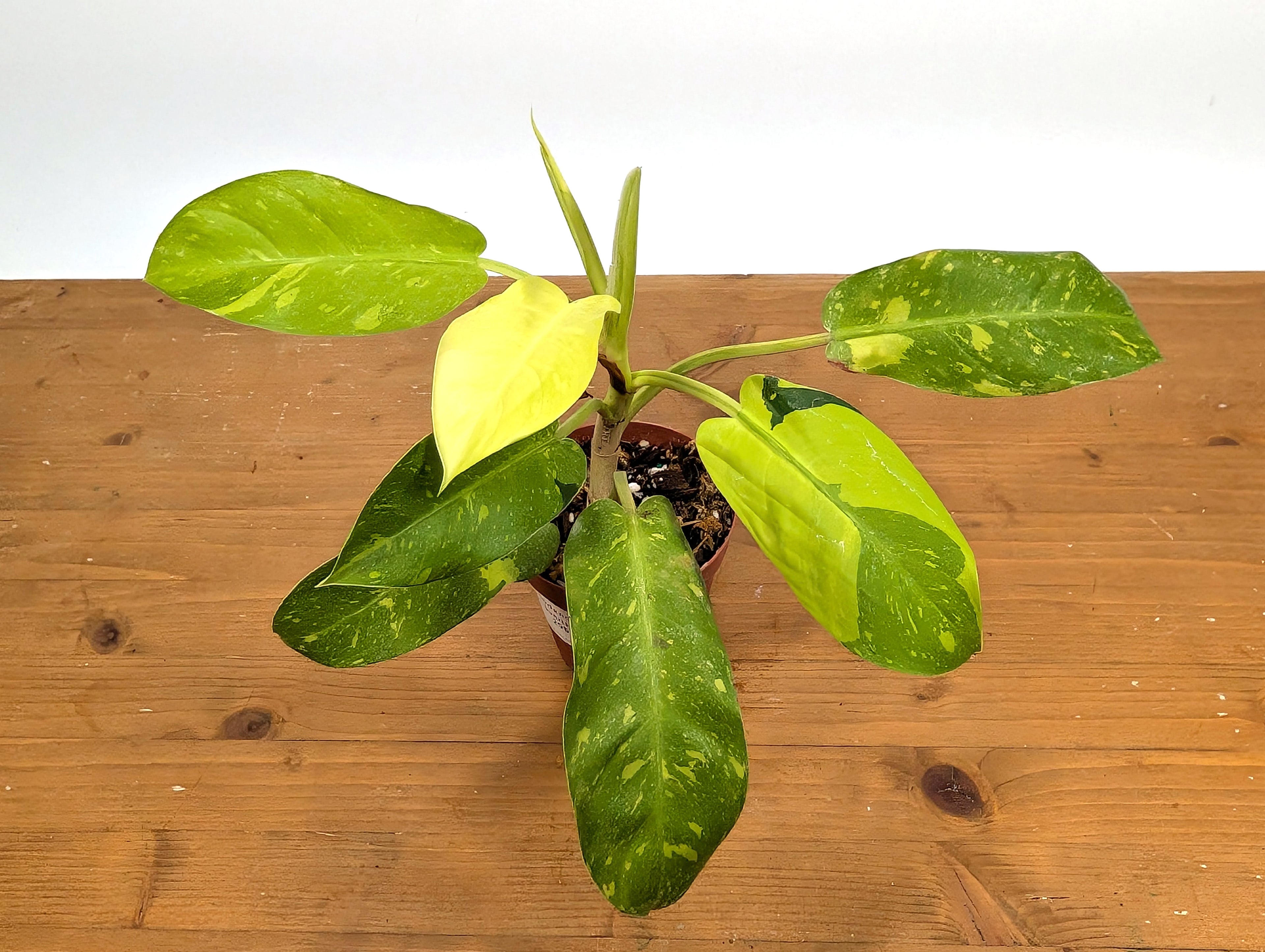 Philodendron Thai Sunrise - Rare Variegated Mutant Exact Plant