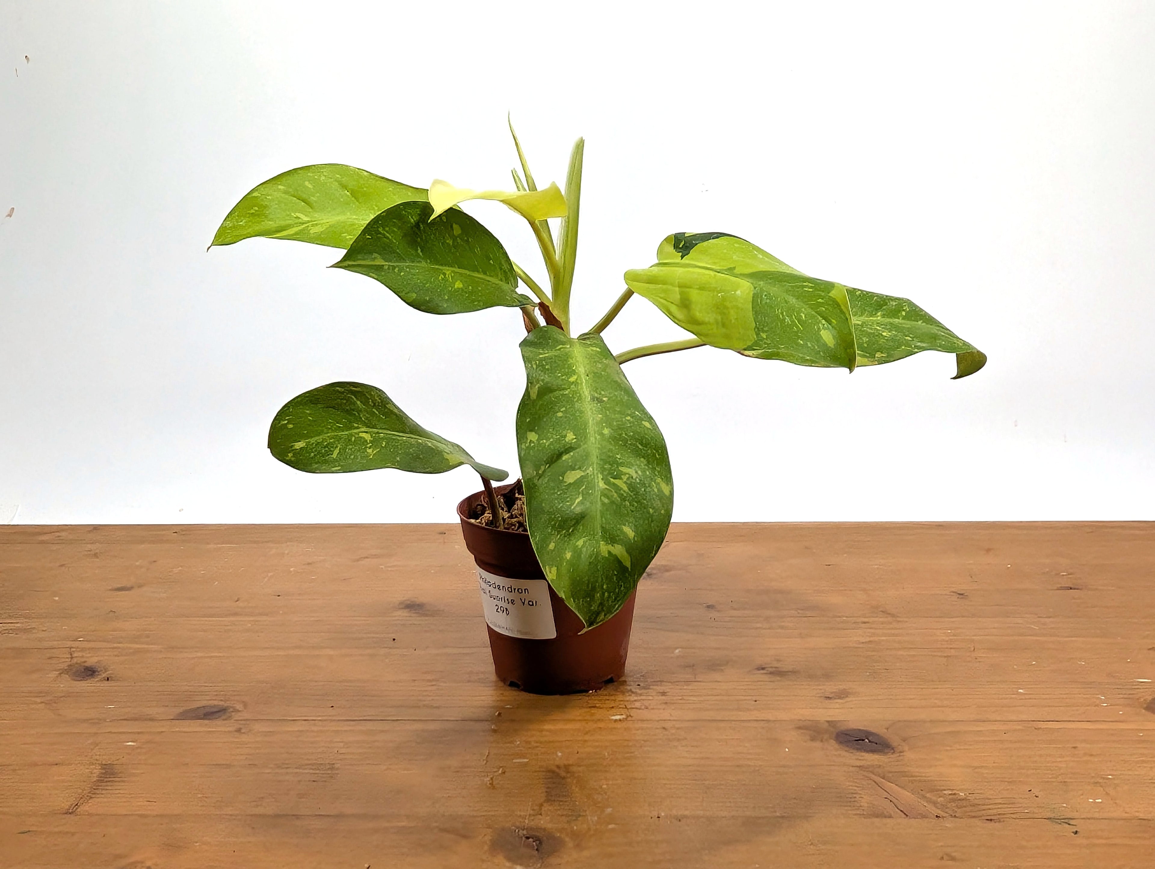 Philodendron Thai Sunrise - Rare Variegated Mutant Exact Plant