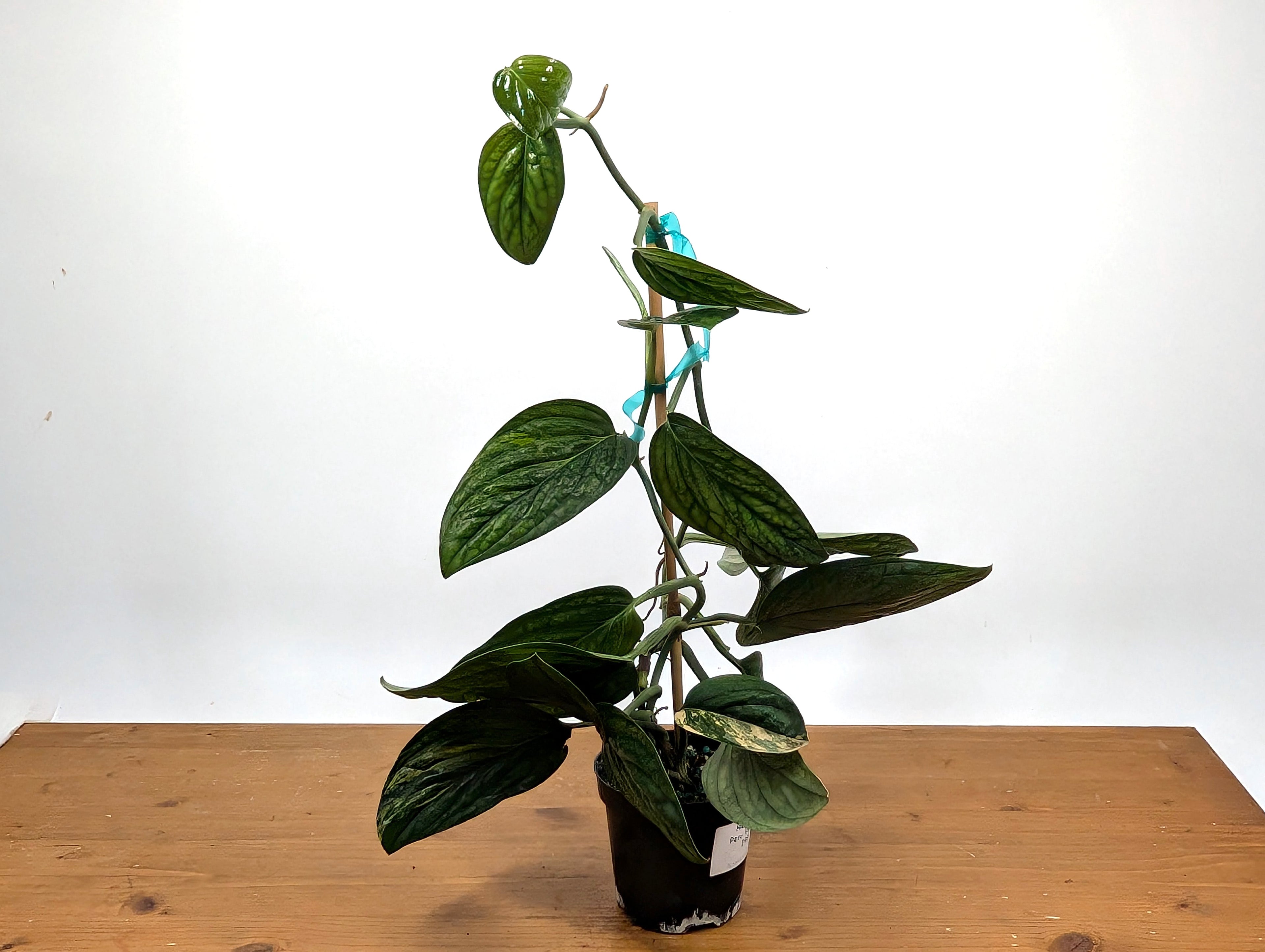 EXACT Monstera Peru Aurea Variegated Plant