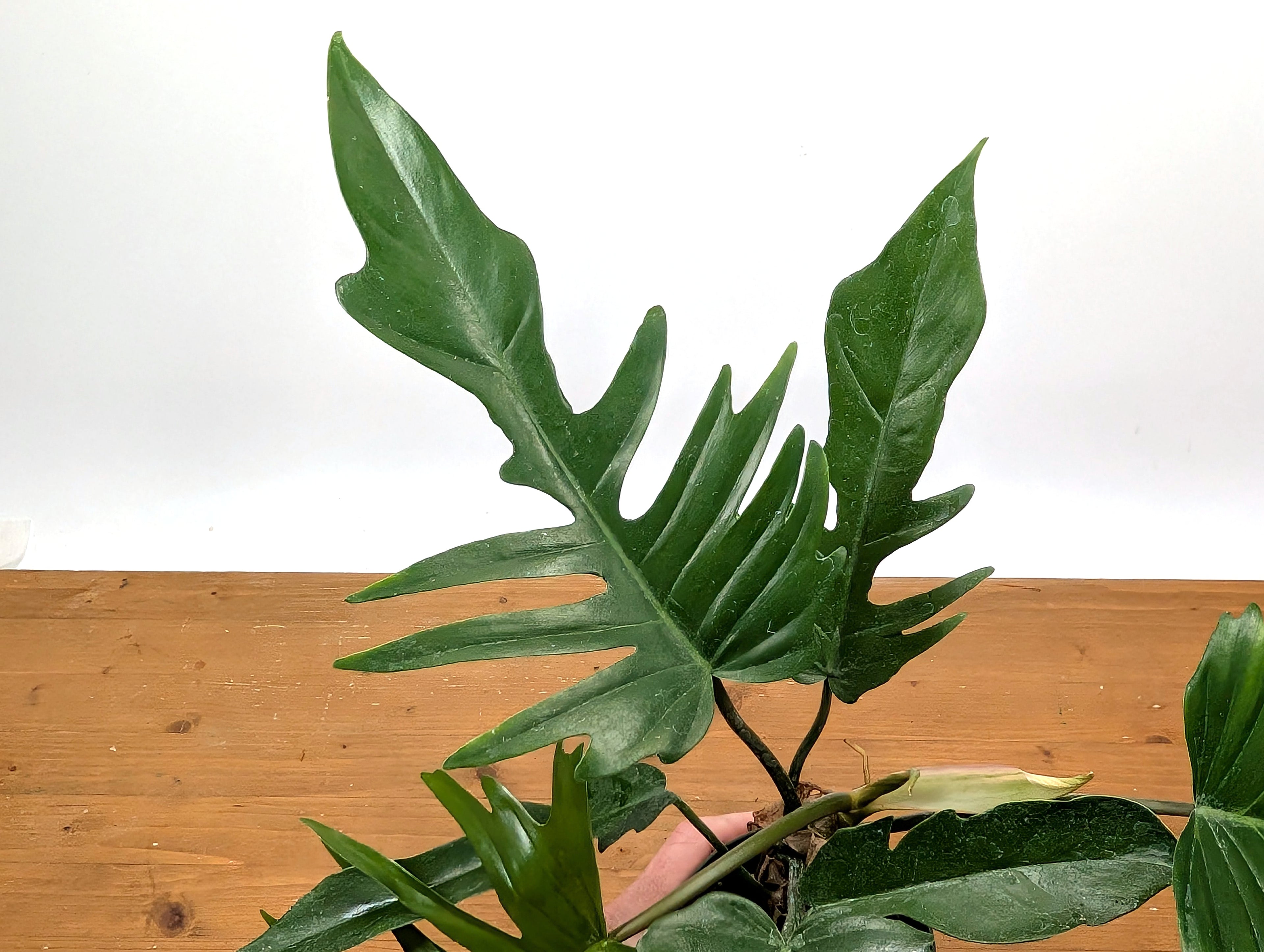 Philodendron Florida Beauty x P. Tortum EXACT Plant