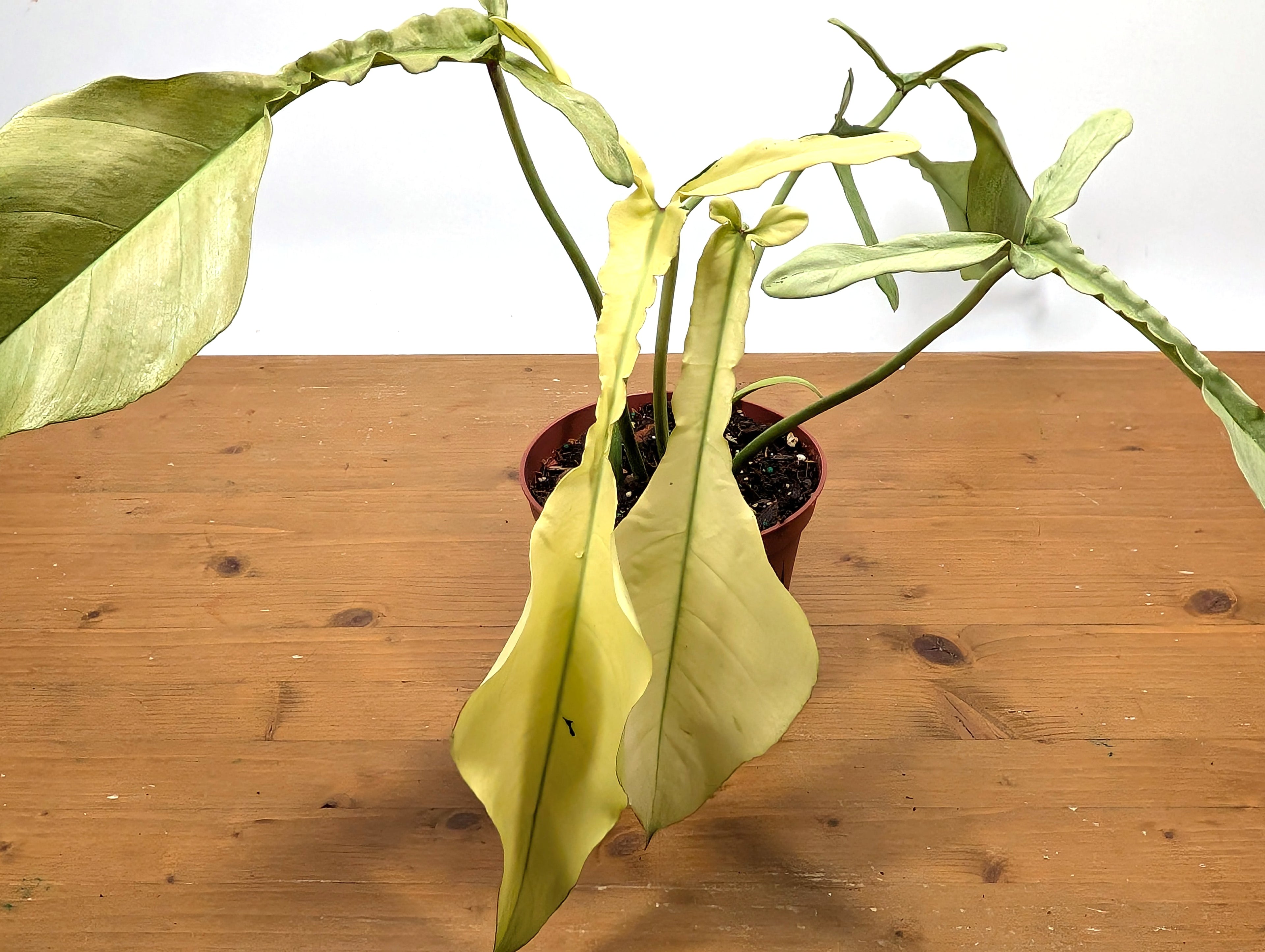 EXACT Philodendron Joepii Mint 29A