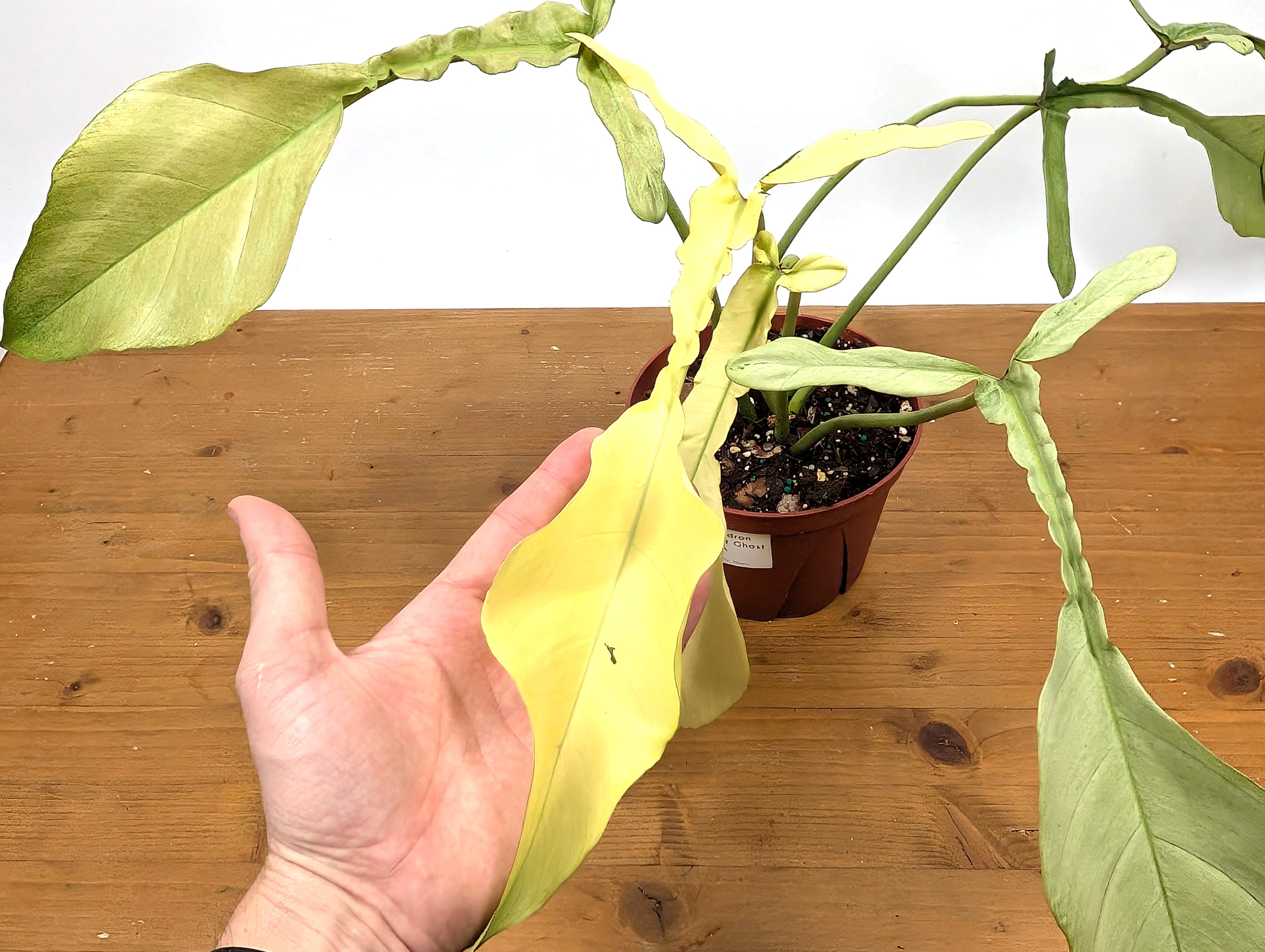 EXACT Philodendron Joepii Mint 29A