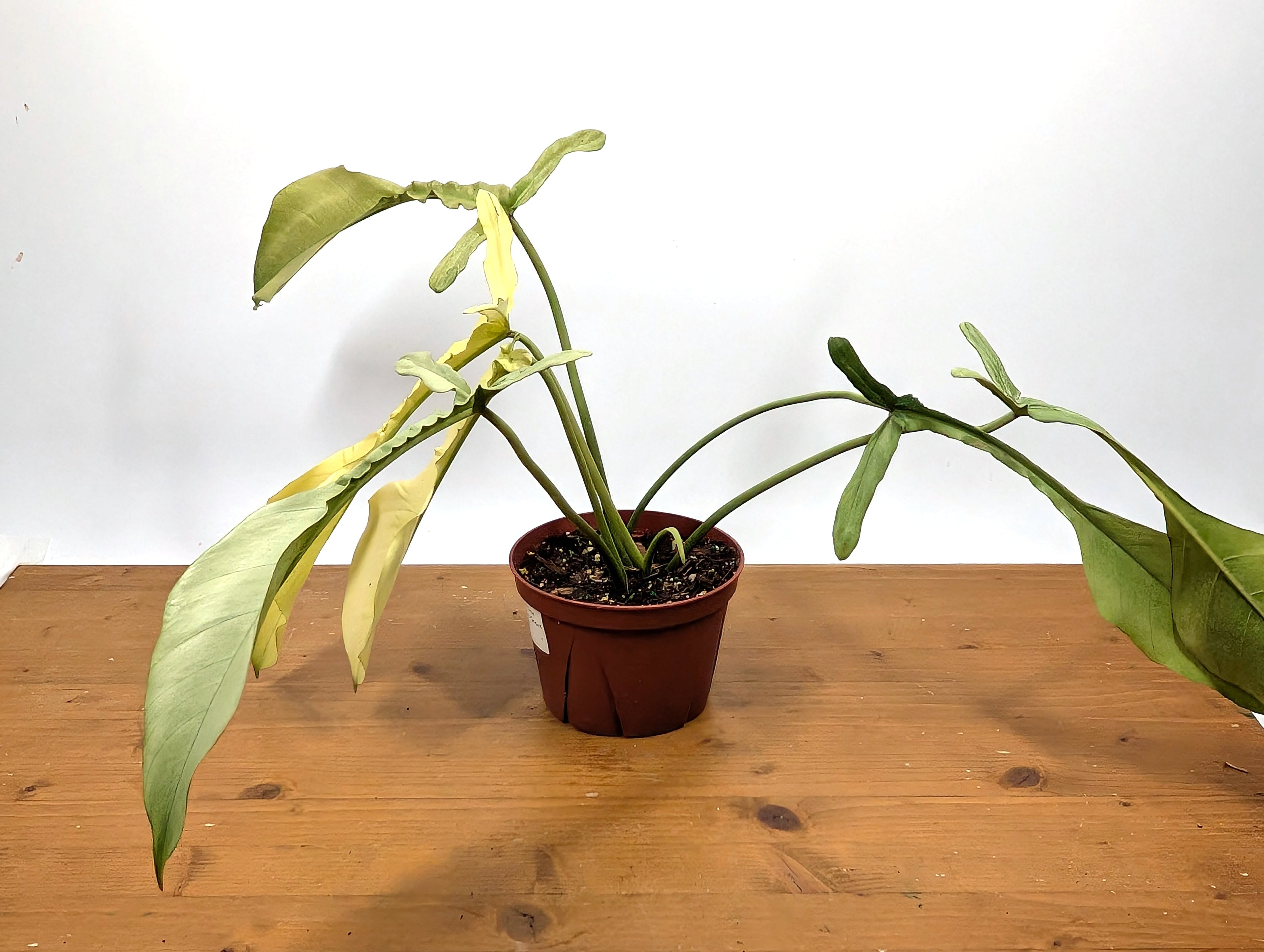 EXACT Philodendron Joepii Mint 29A