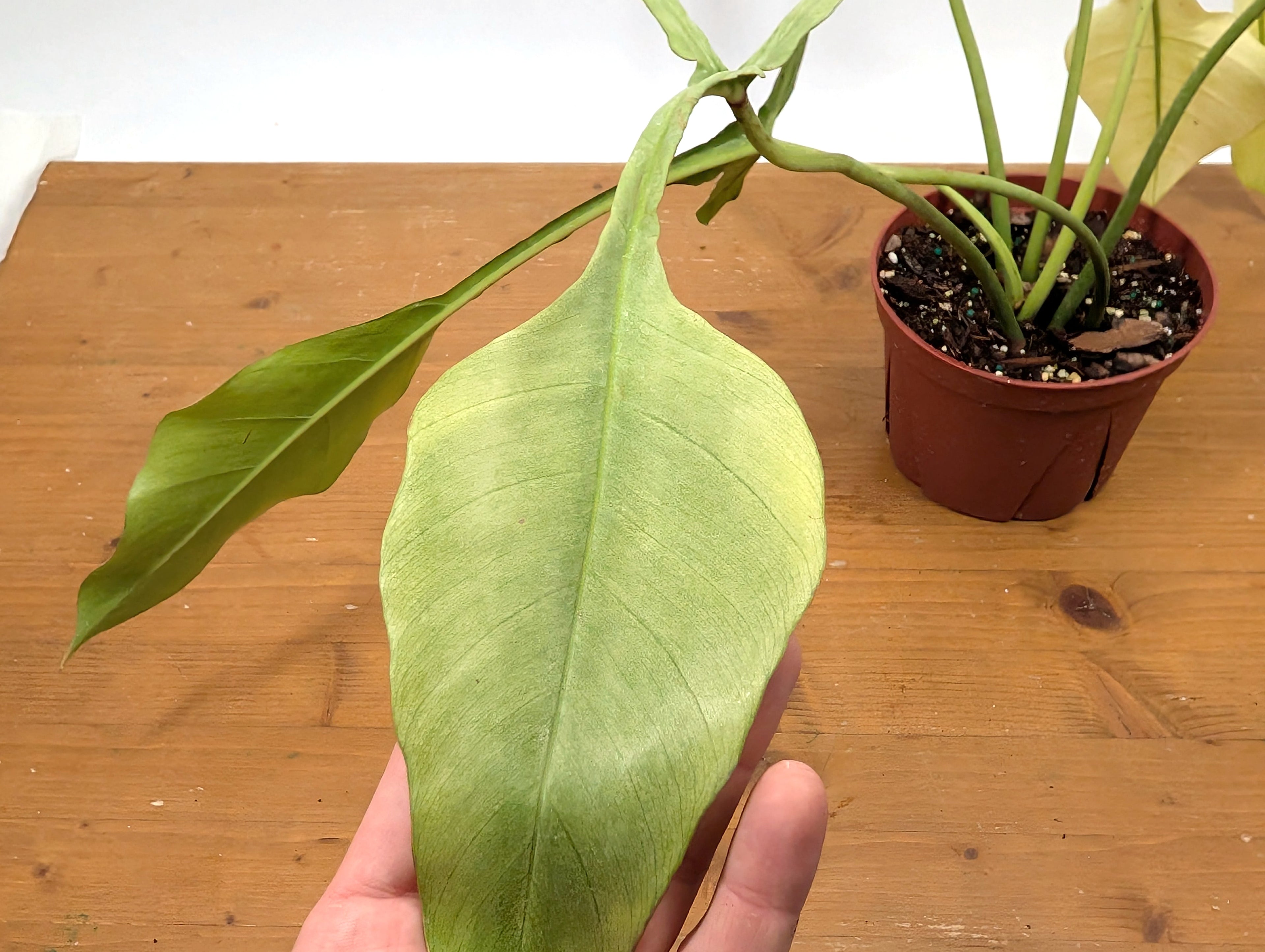 EXACT Philodendron Joepii Mint 29A