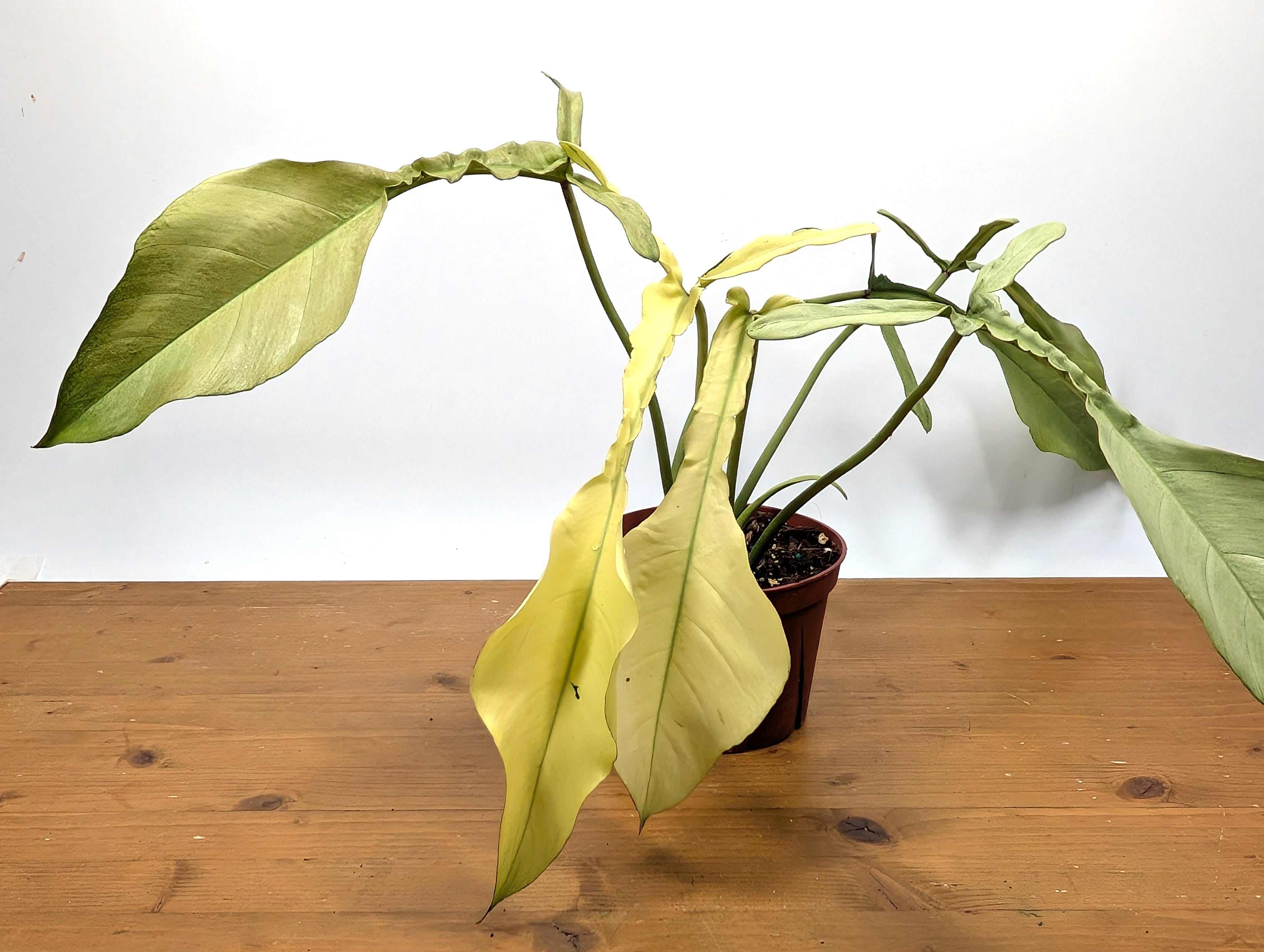 EXACT Philodendron Joepii Mint 29A