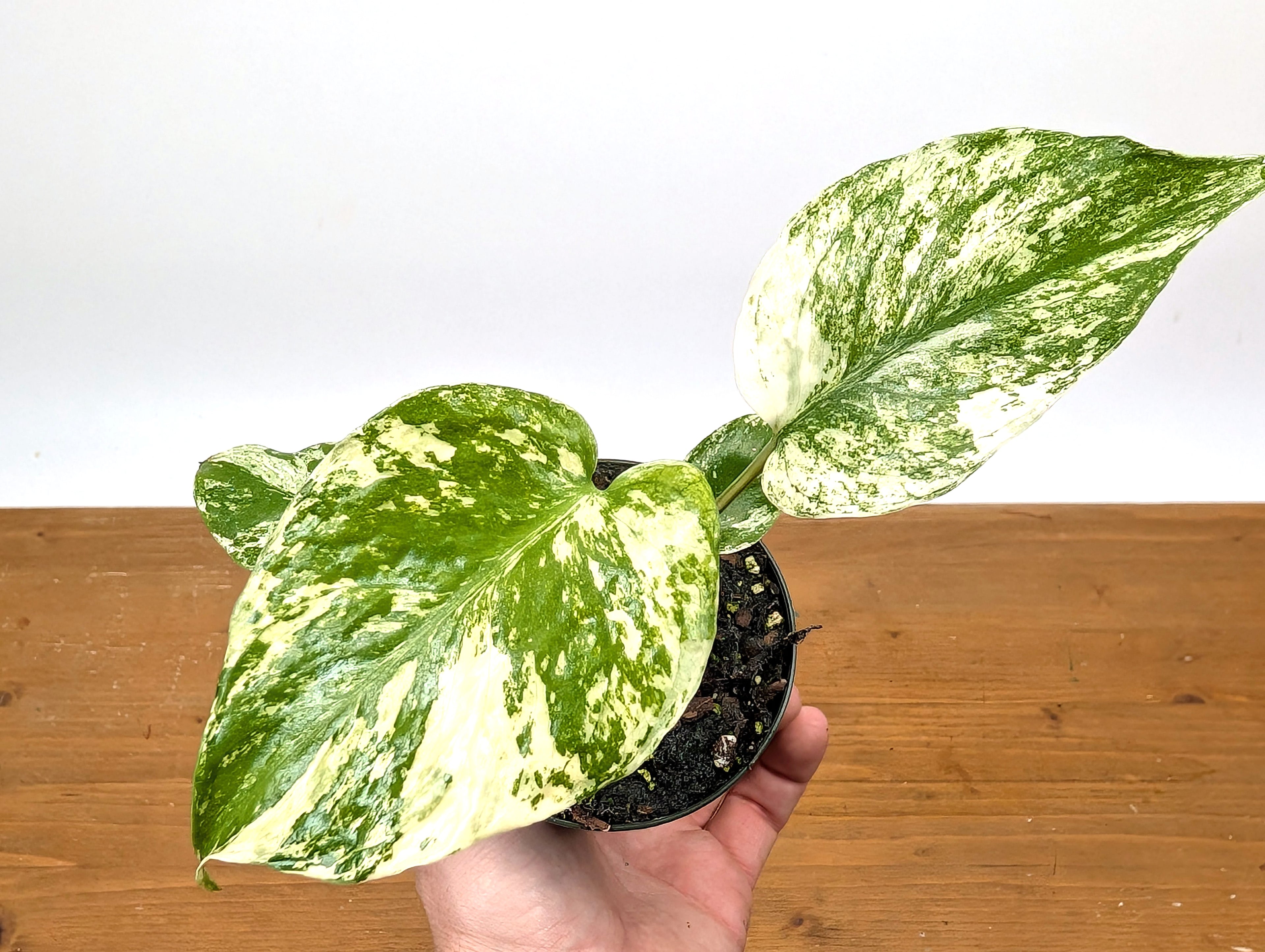 Monstera Mint Variegated