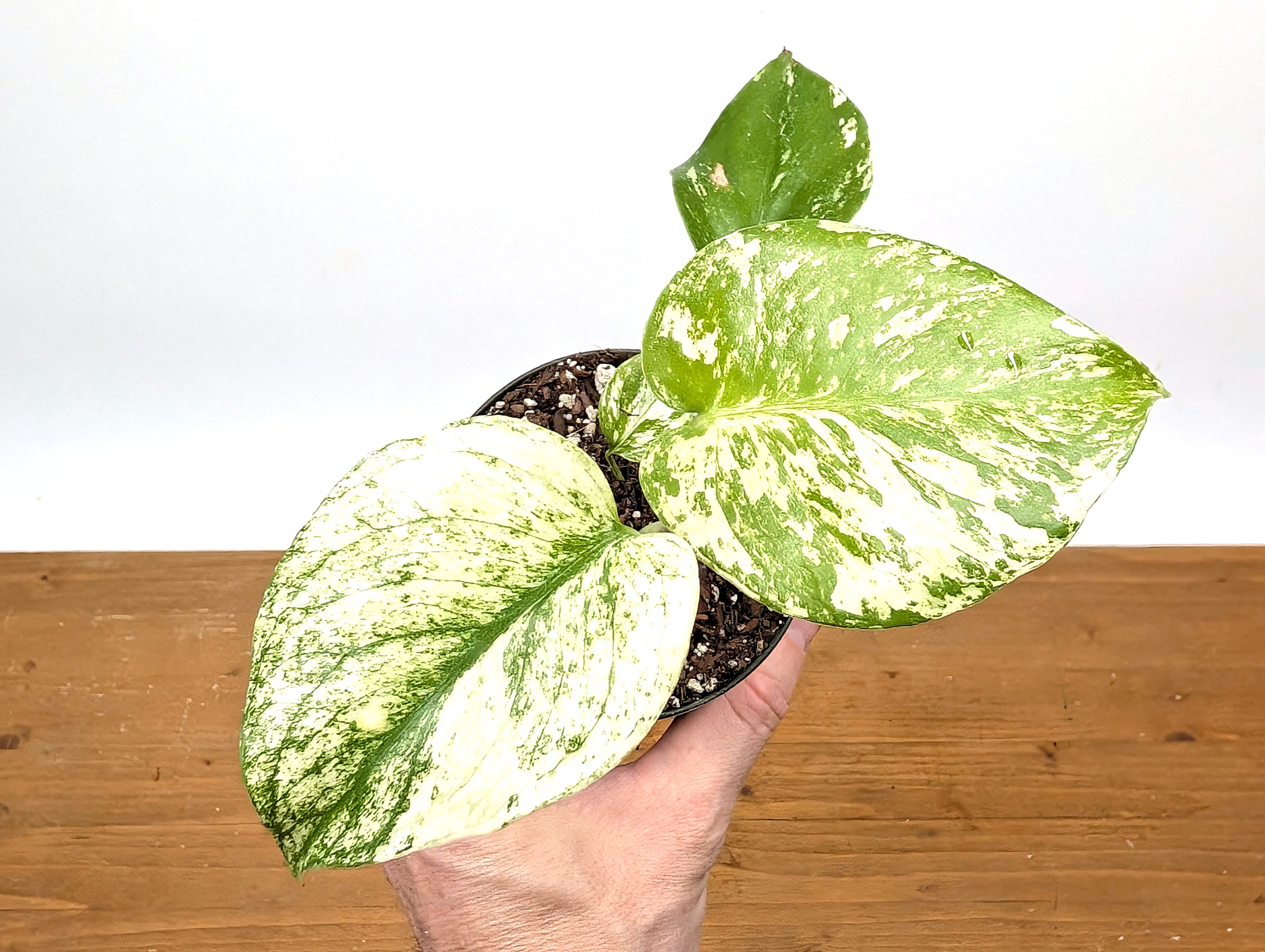 Monstera Mint Variegated