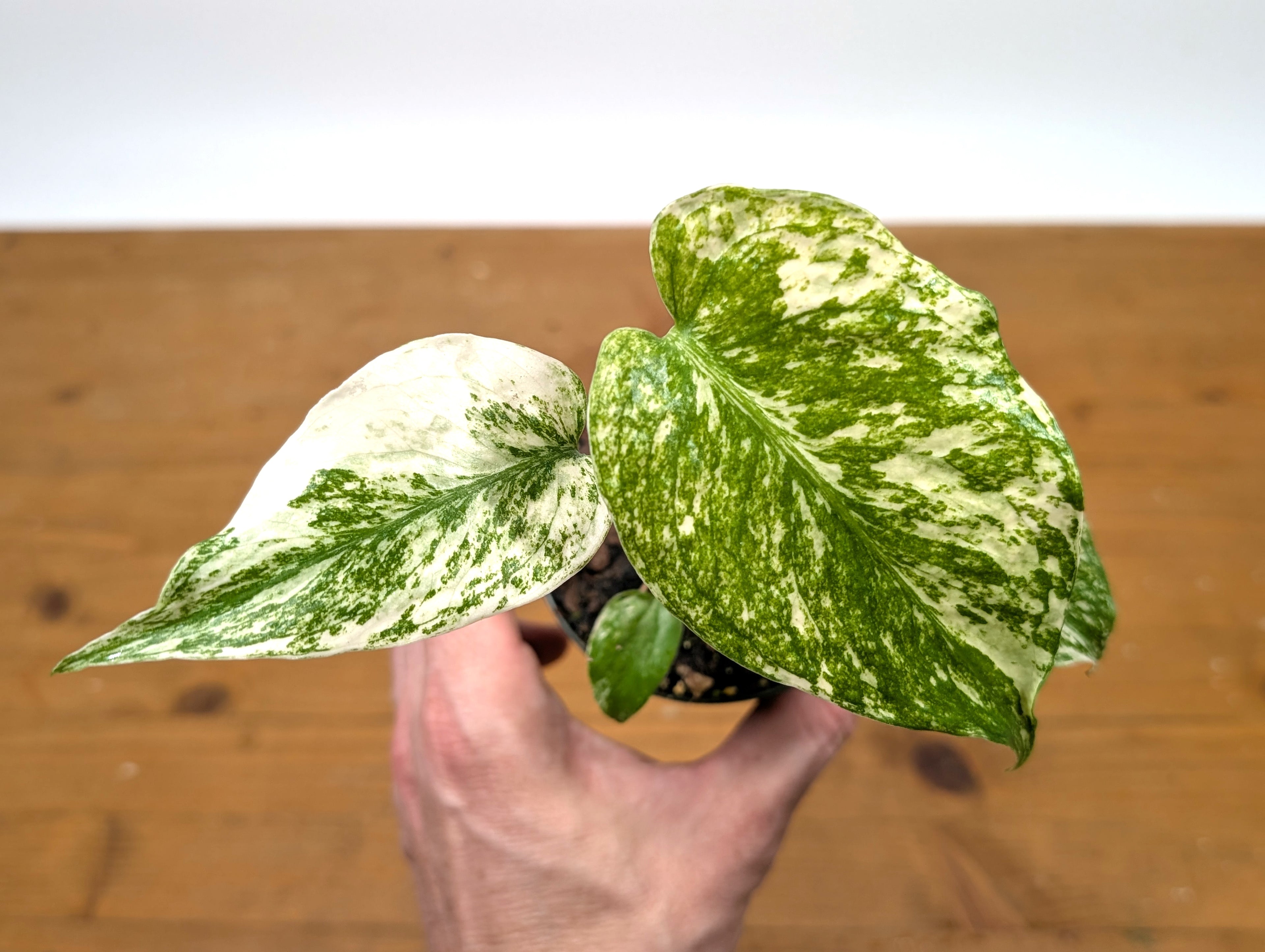 Monstera Mint Variegated