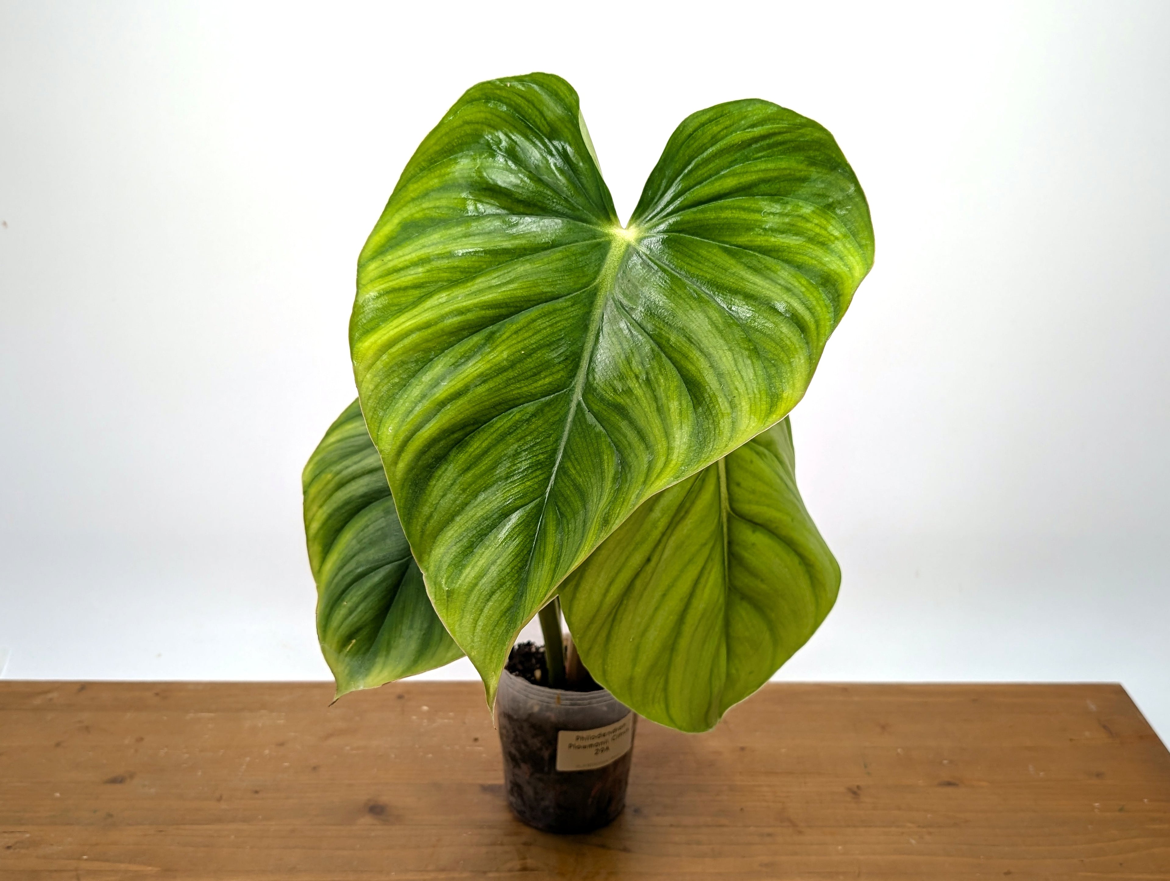 Philodendron Plowmanii Citrus