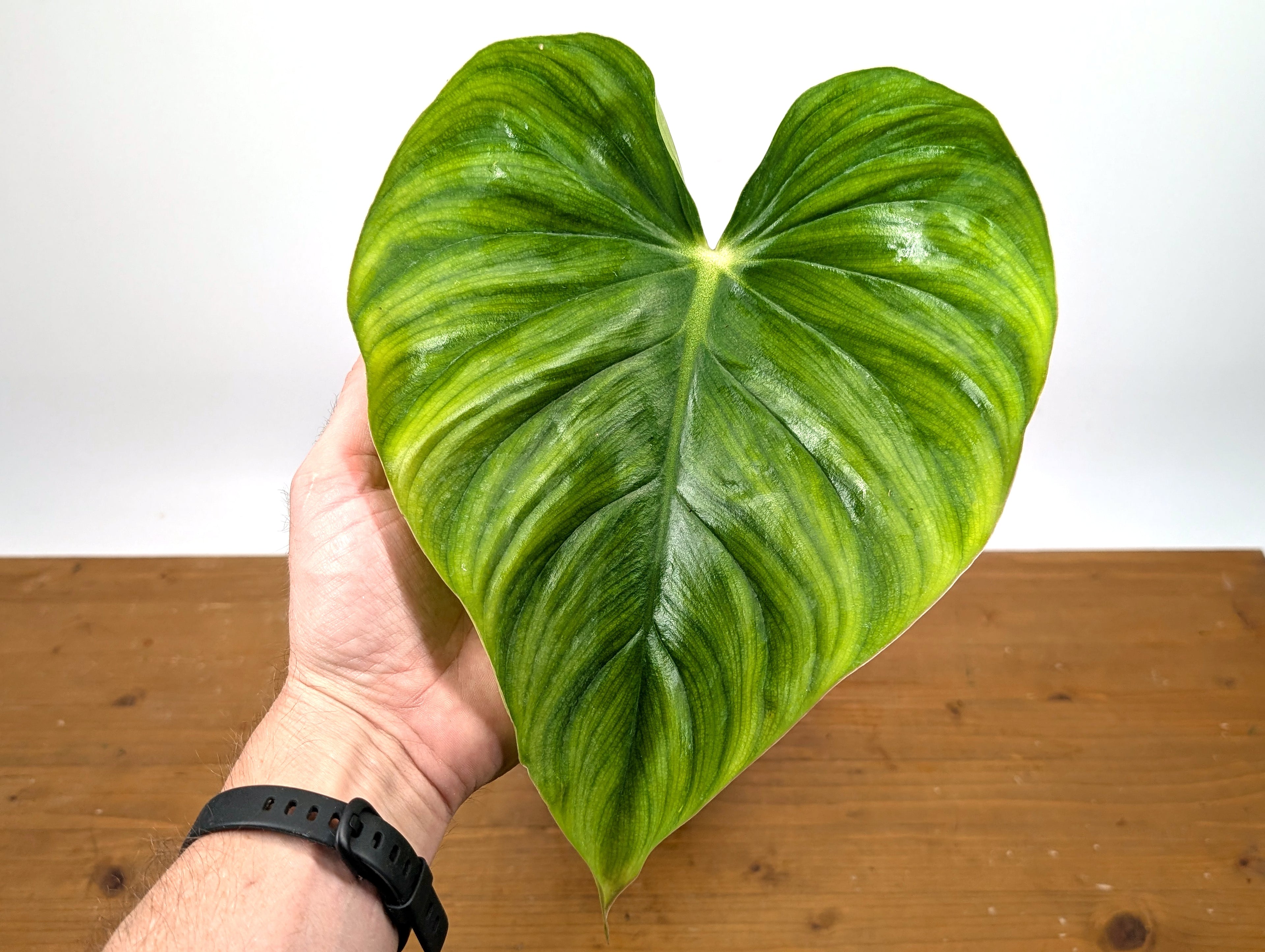 Philodendron Plowmanii Citrus