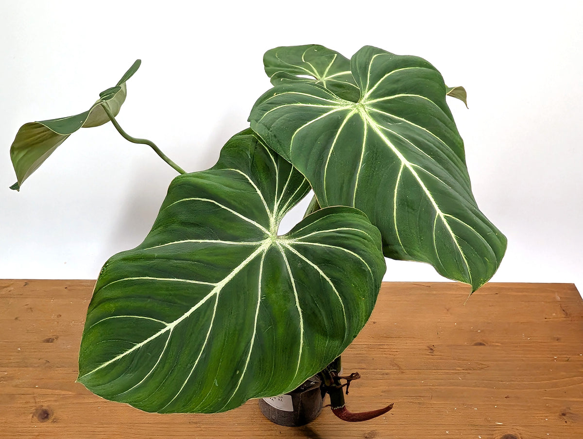 Philodendron Gloriosum 'Zebra'