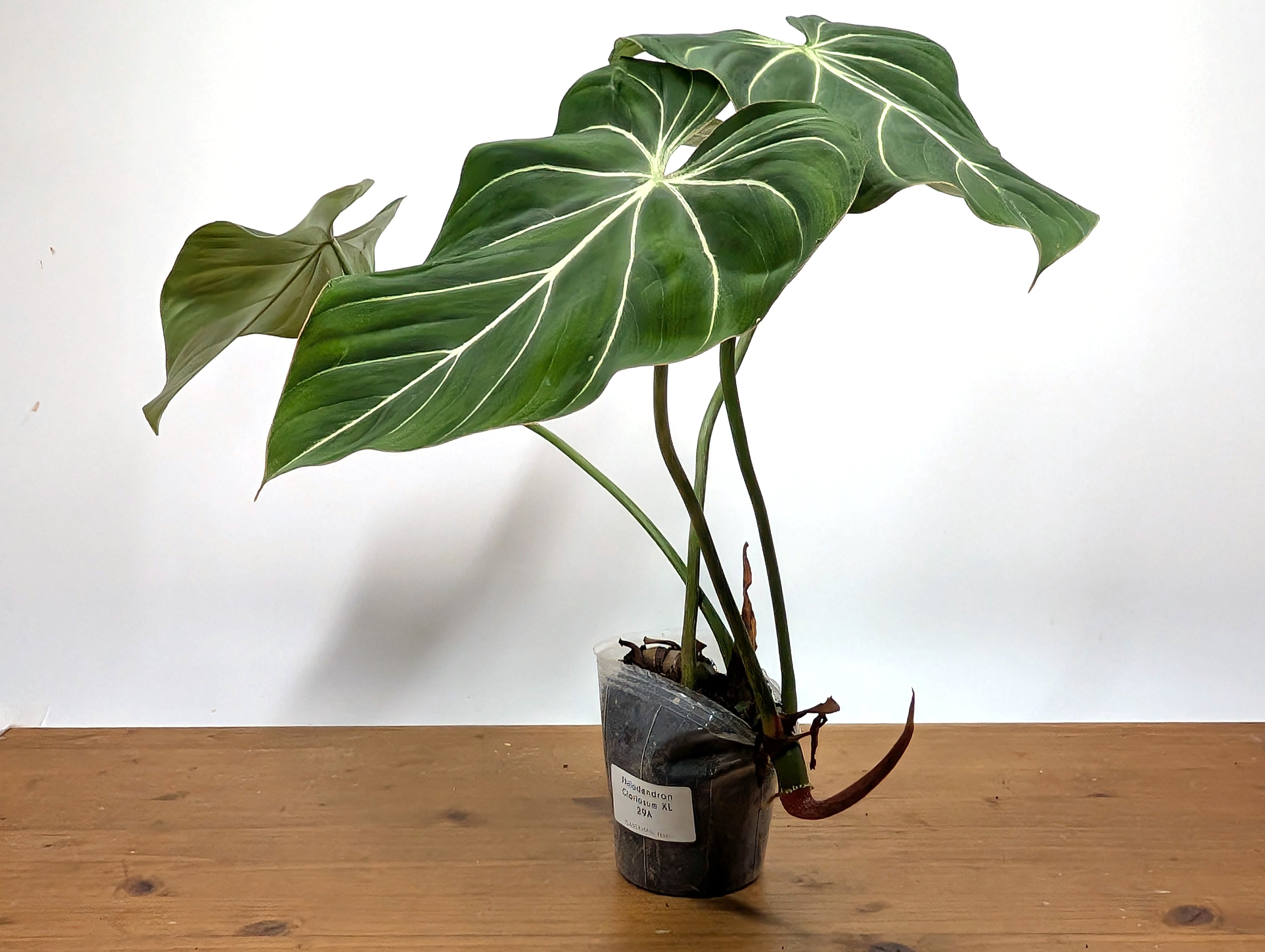 Large Philodendron Gloriosum in 4" Pot XL Plant