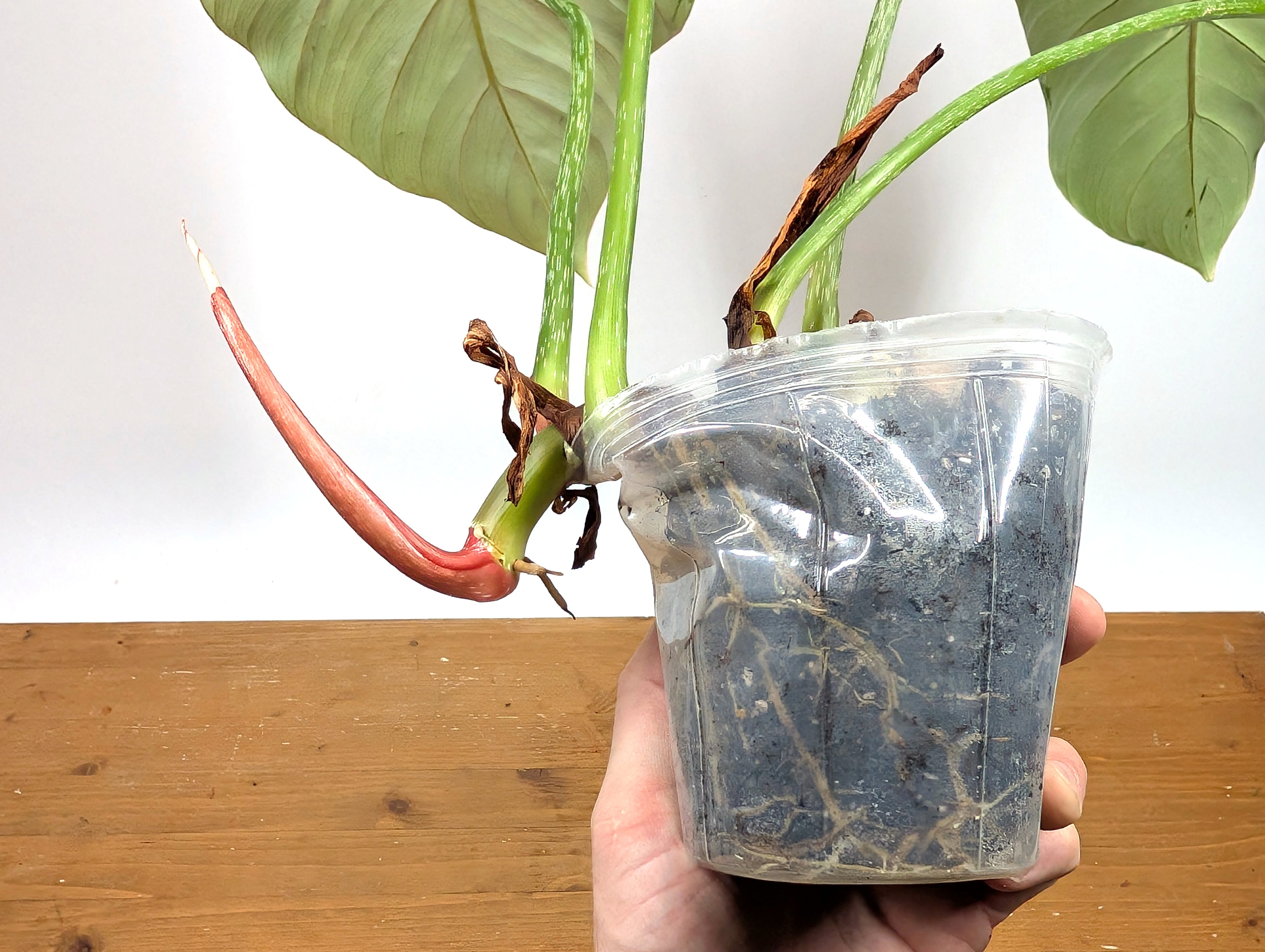 Large Philodendron Gloriosum in 4" Pot XL Plant