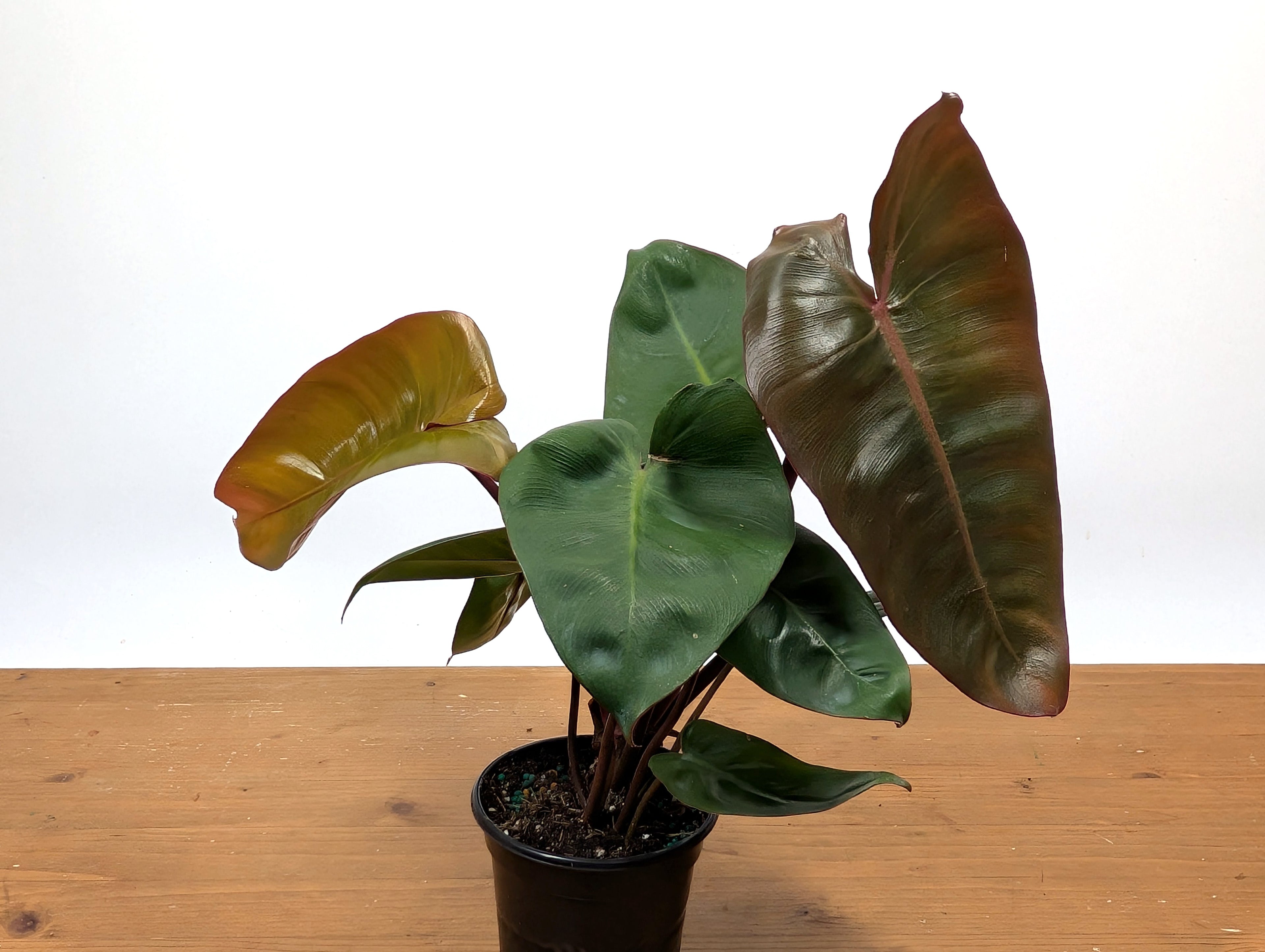 Philodendron Pink Princess x Billietiae