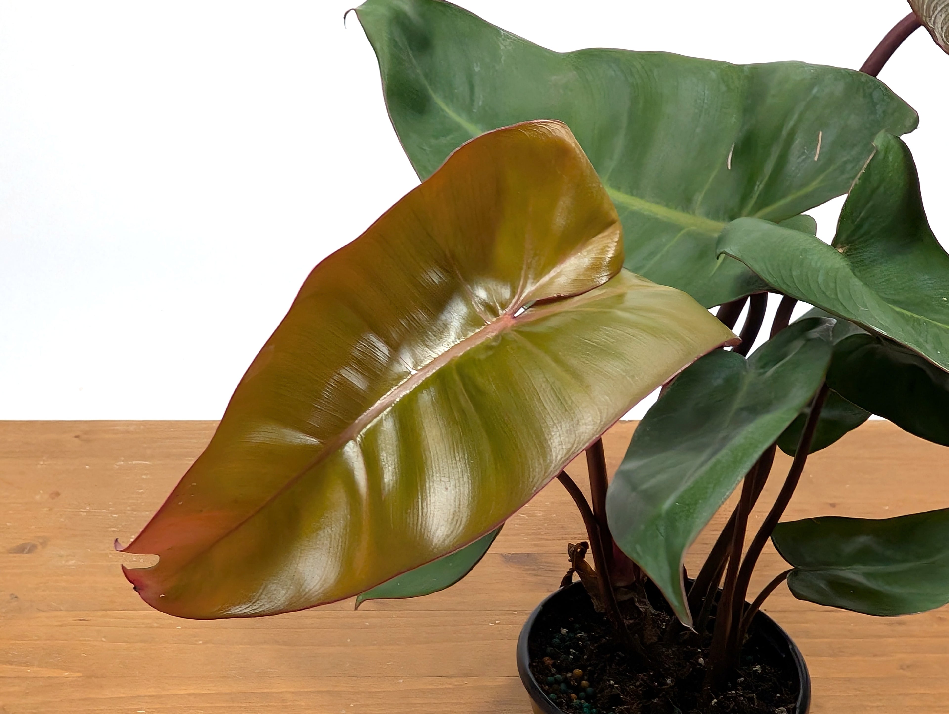 Philodendron Pink Princess x Billietiae