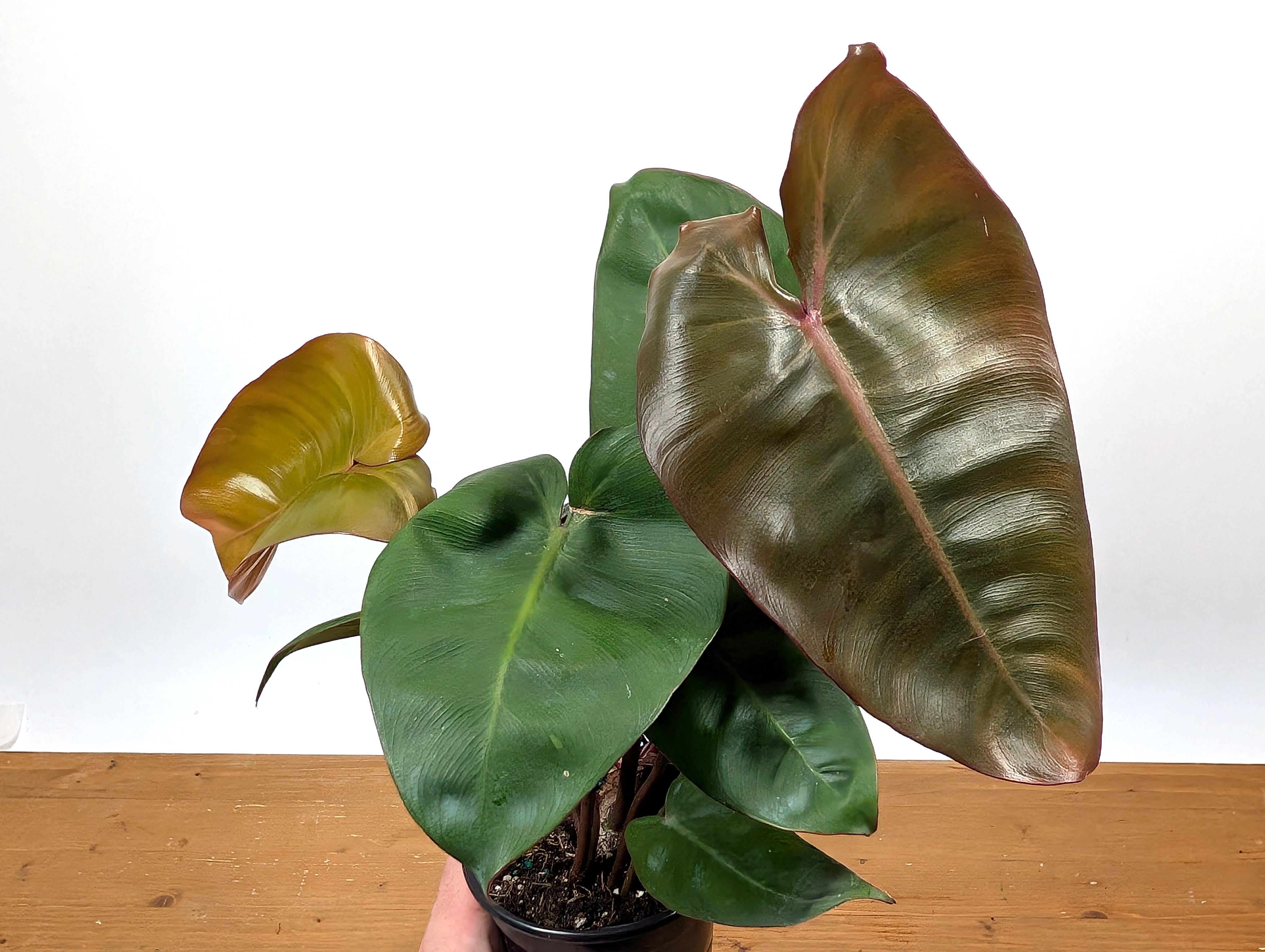 philodendron billietiae x hercules Philodendron Pink Princess x Billietiae