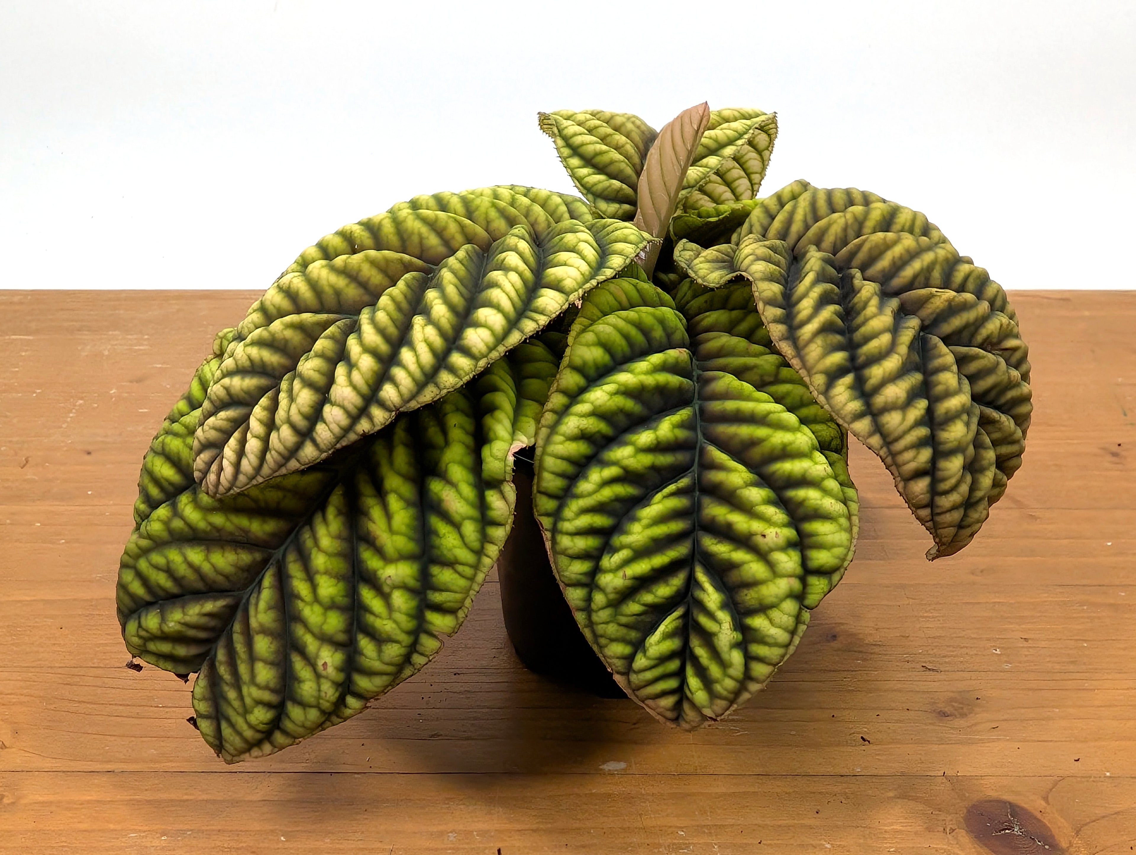 Ardisia Crenata &