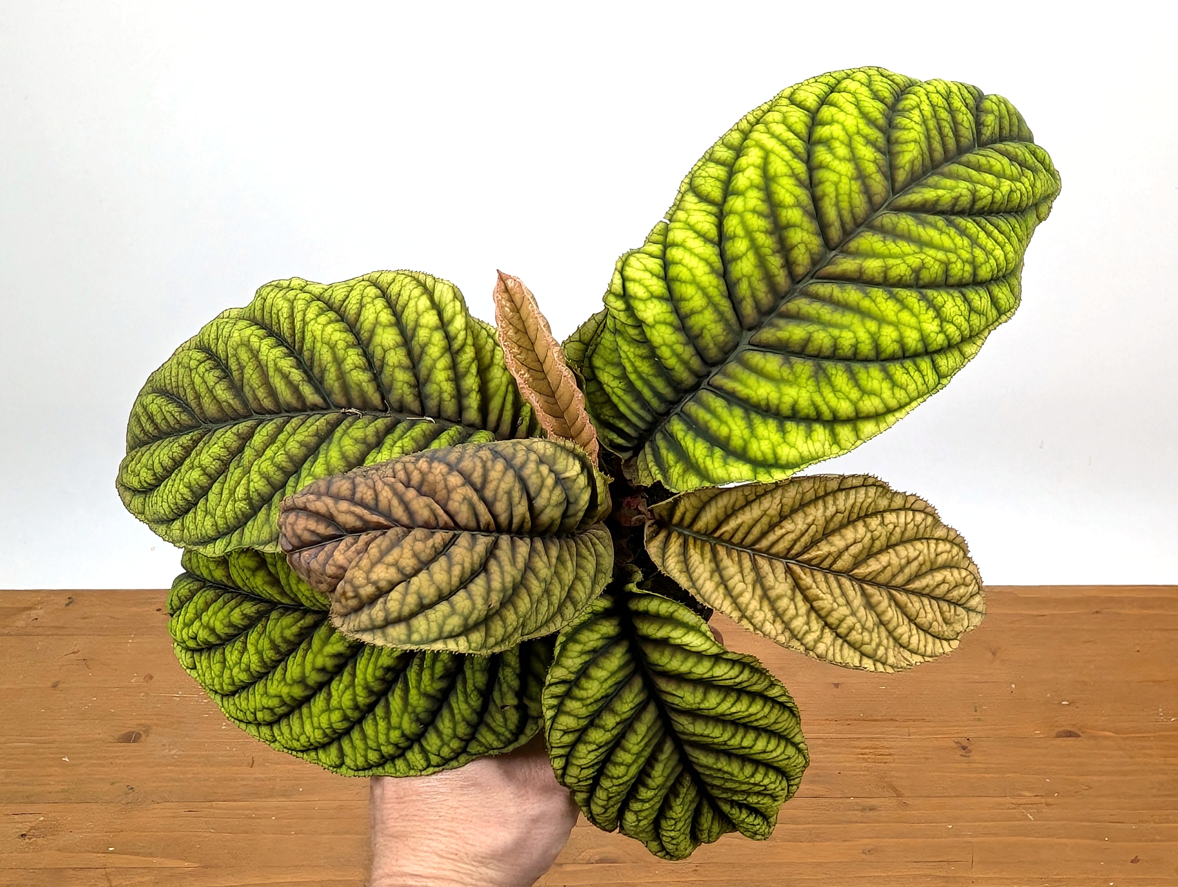 Ardisia Crenata &