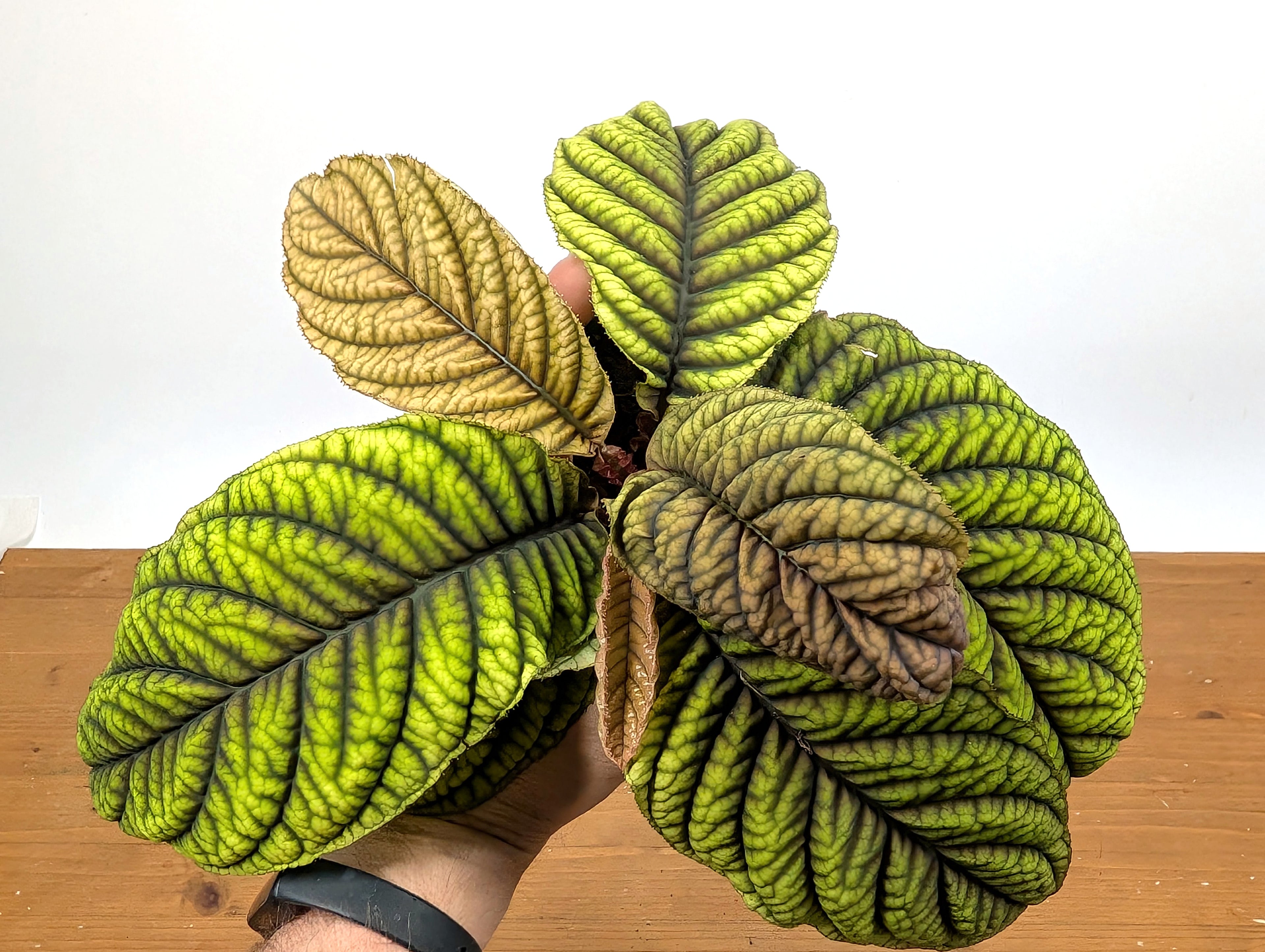 Ardisia Crenata &