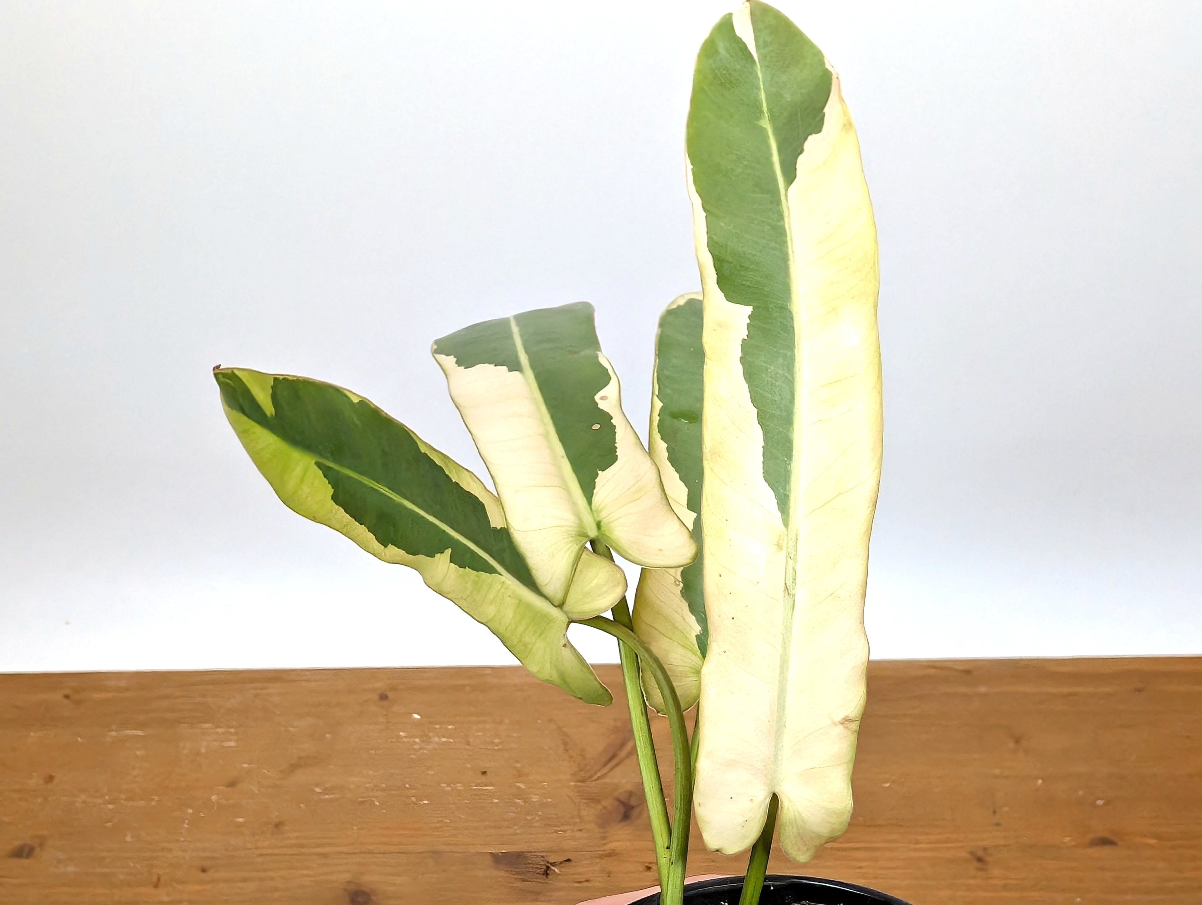 Philodendron Atabapoense Variegated - Exact Plant