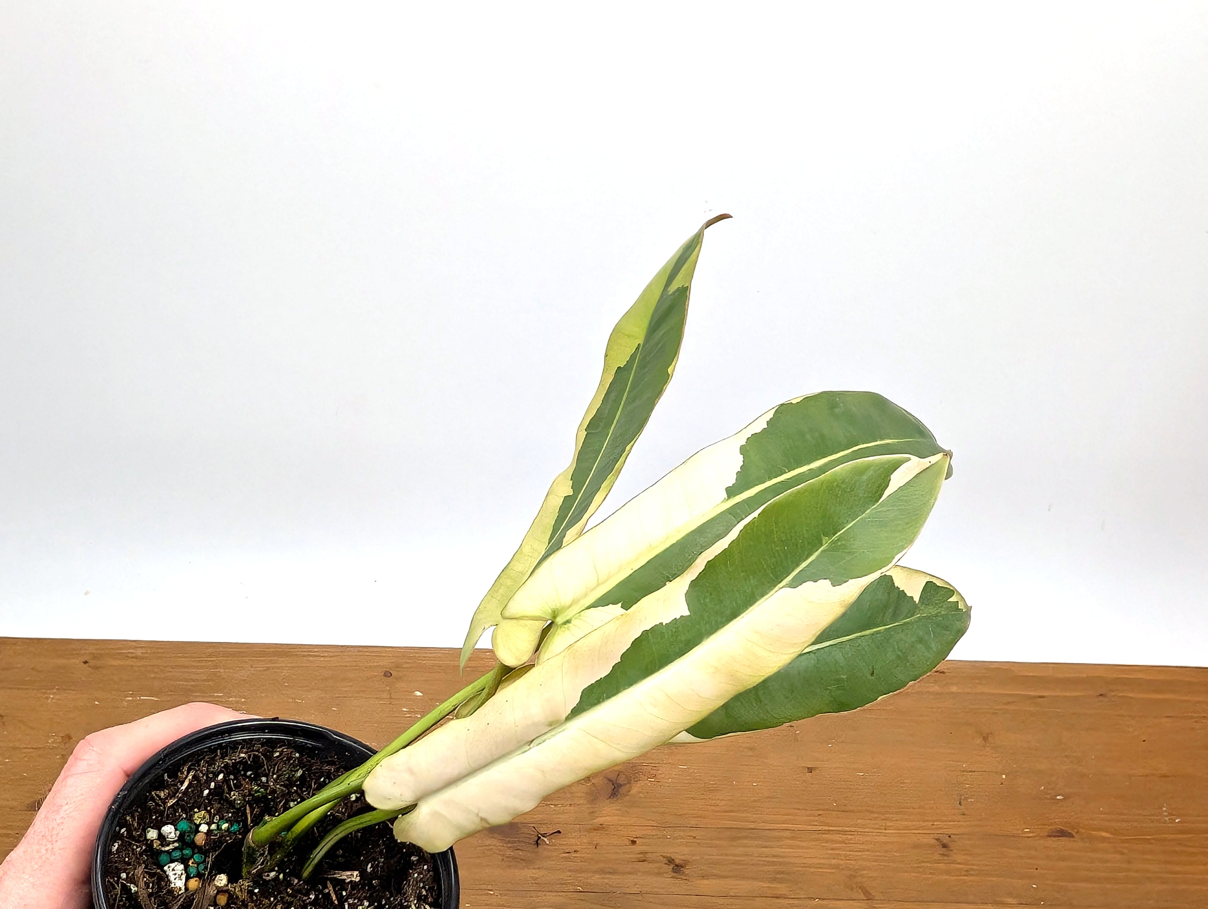 Philodendron Atabapoense Variegated - Exact Plant
