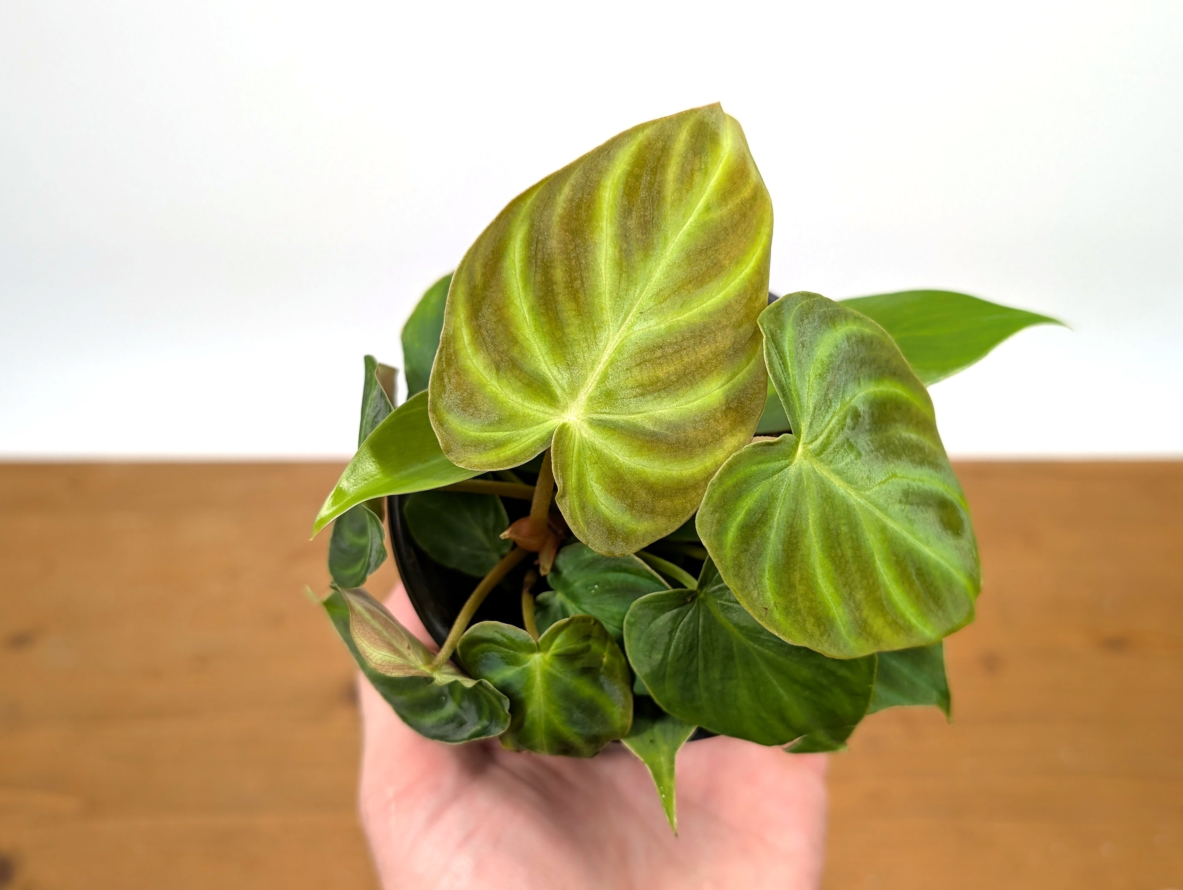 Philodendron Verrucosum