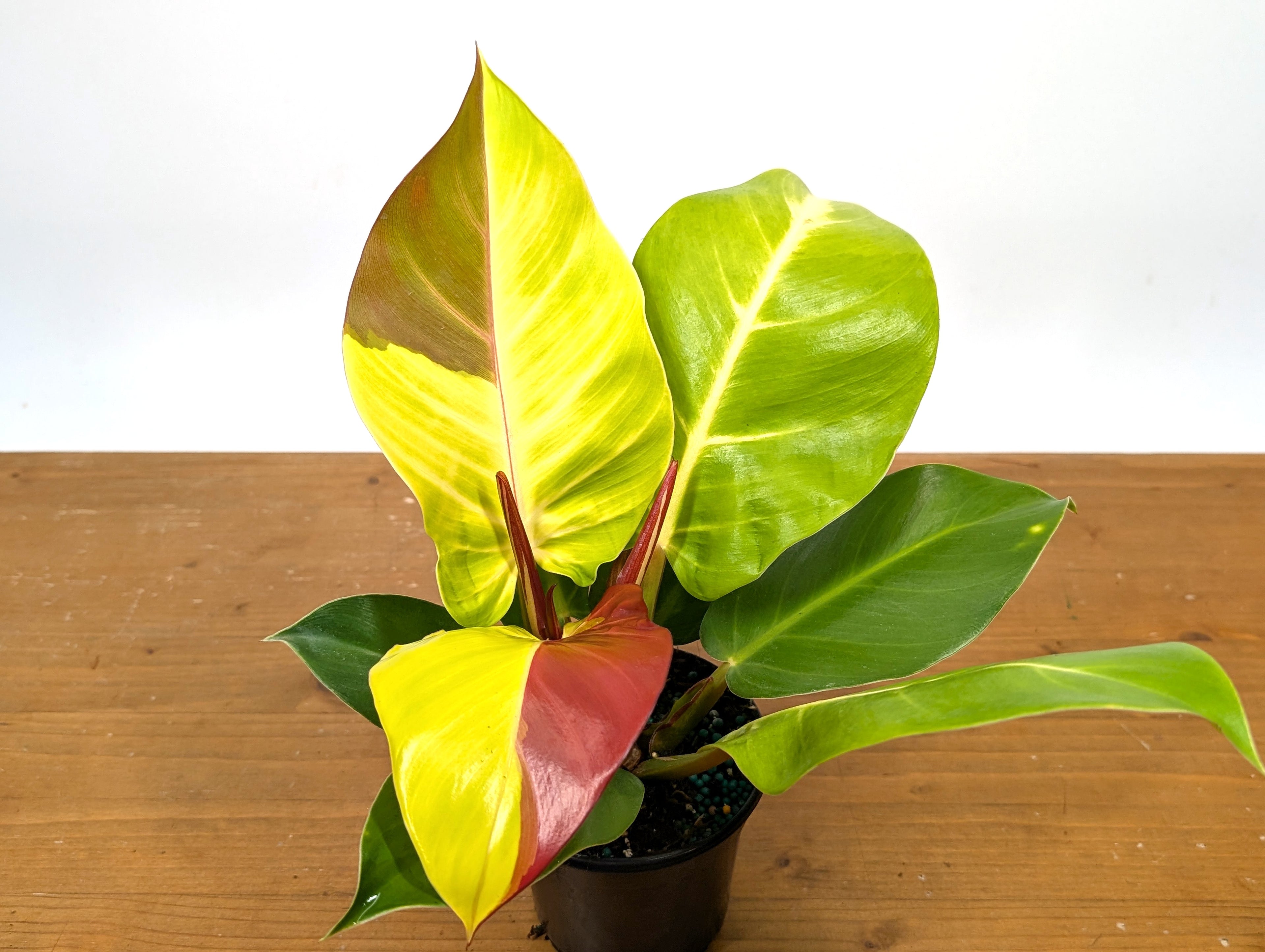 Philodendron Yellow Flame Variegated