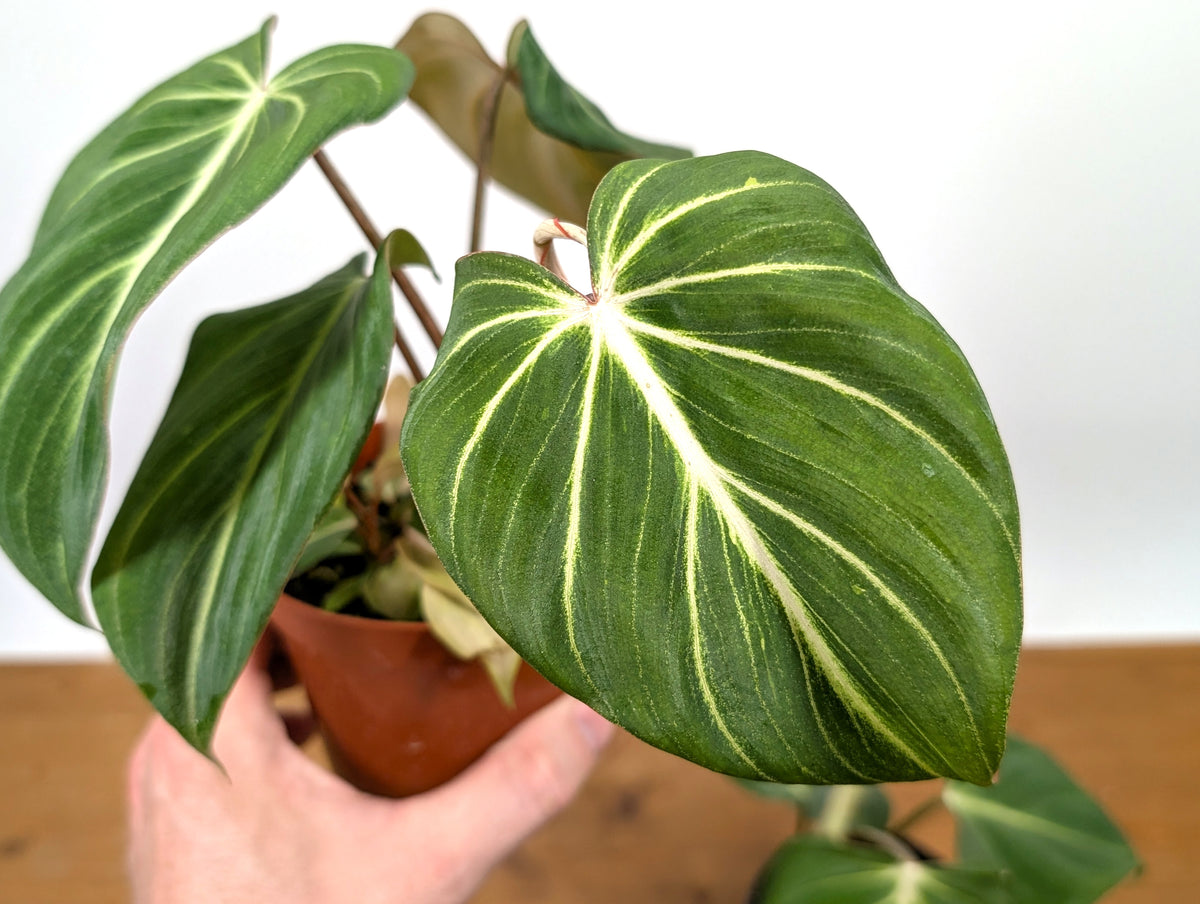 Philodendron Gloriosum 'Zebra'