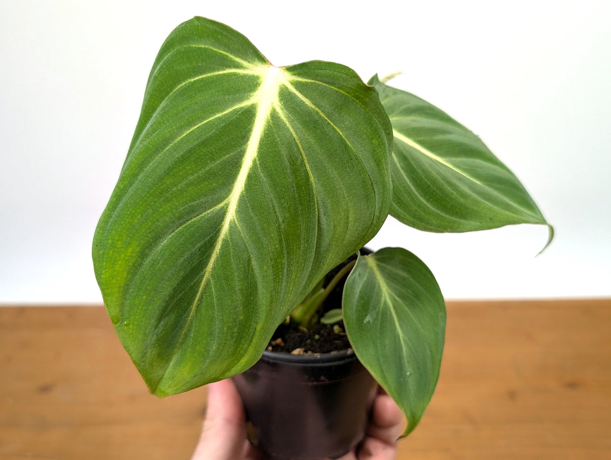 Philodendron Gloriosum