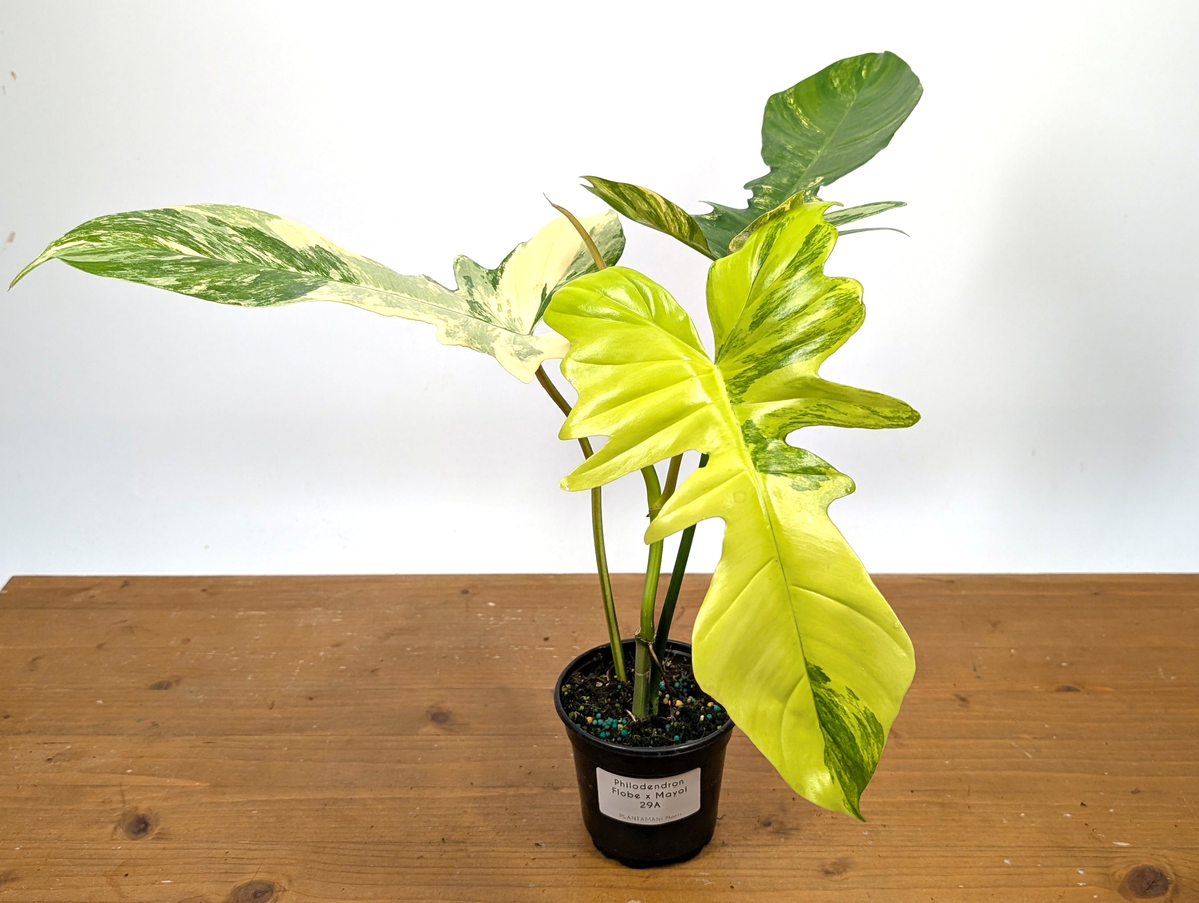 Philodendron Florida Beauty x Mayoi - Exact Plant