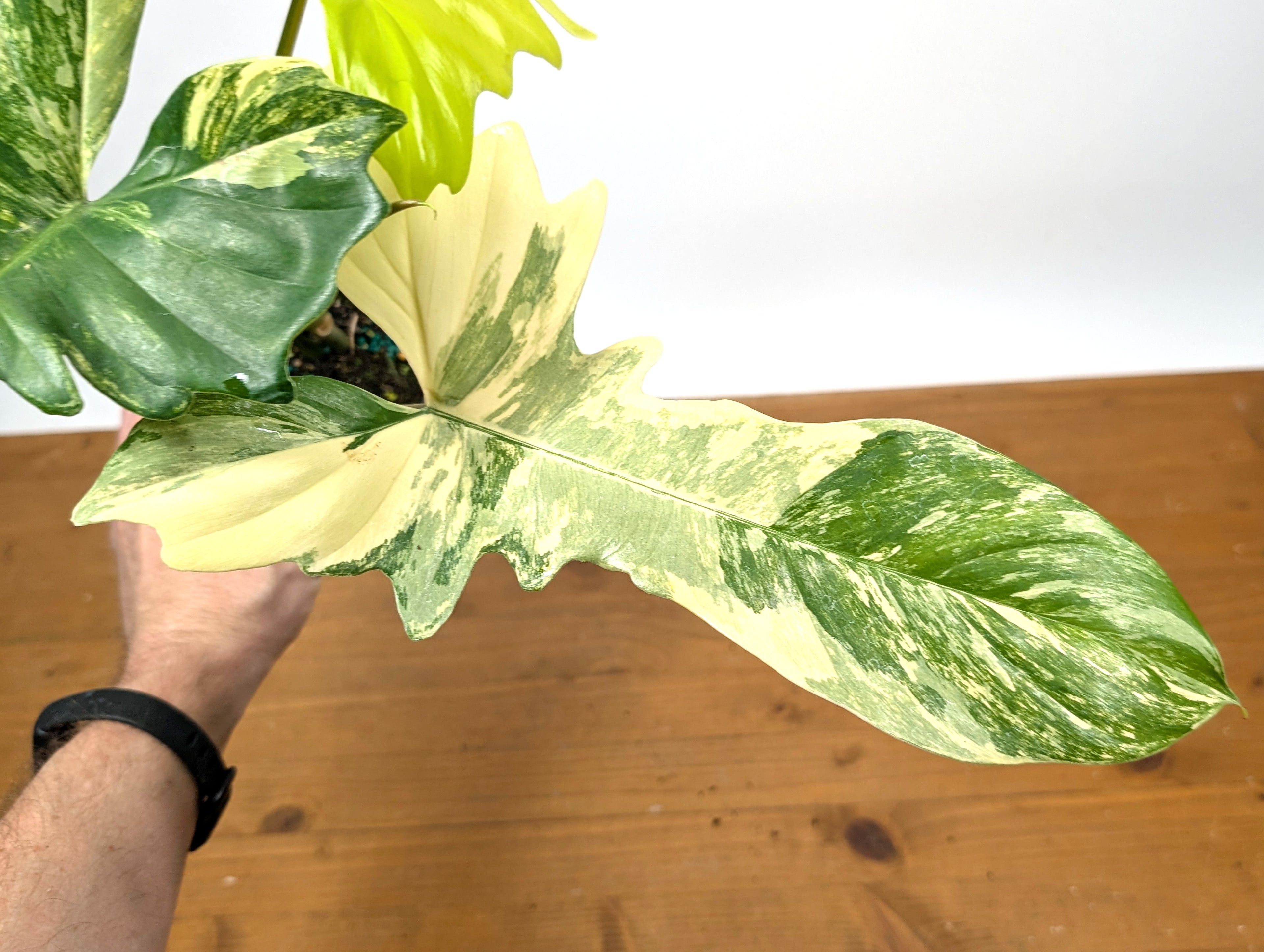 Philodendron Florida Beauty x Mayoi - Exact Plant