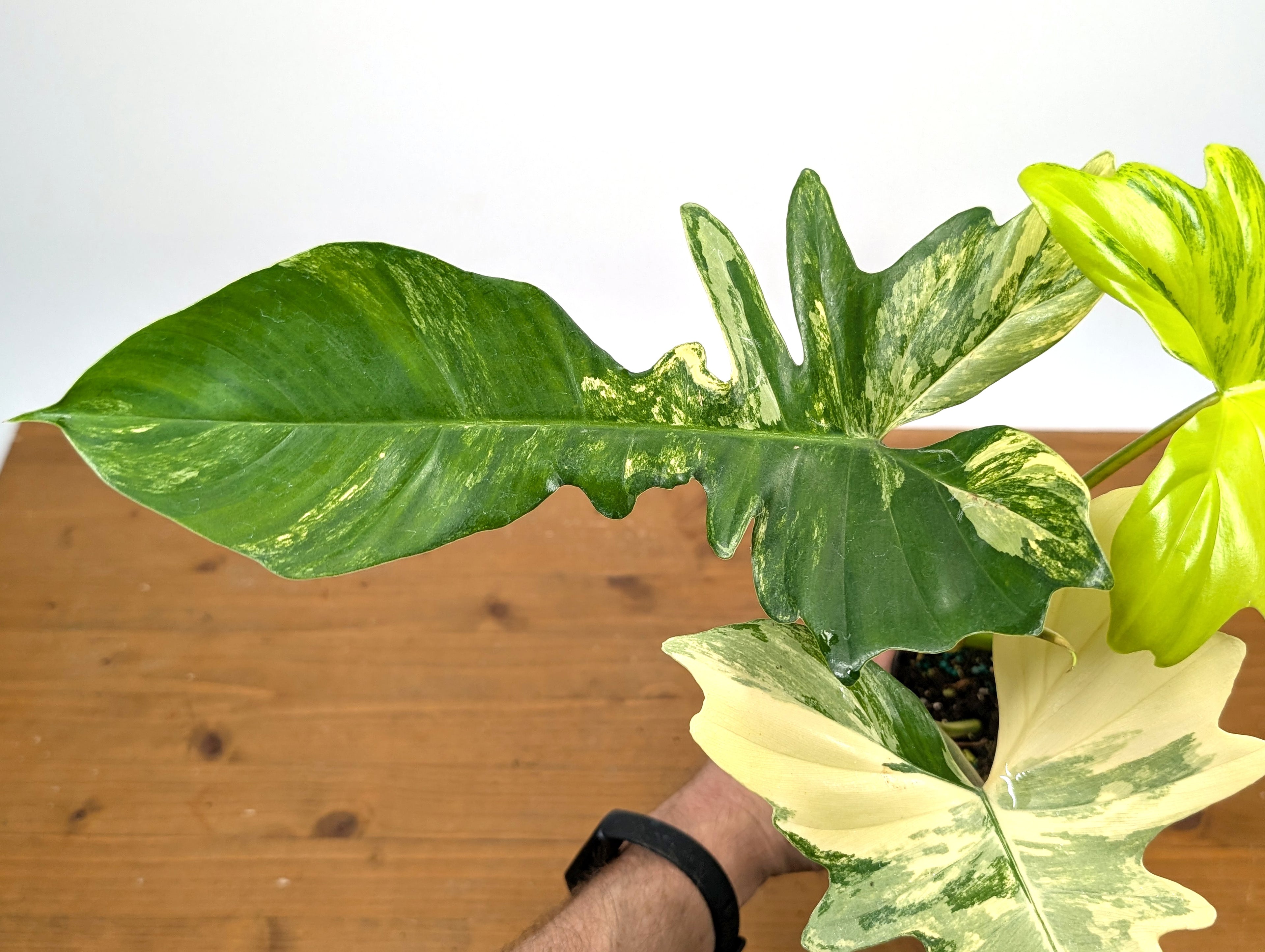Philodendron Florida Beauty x Mayoi - Exact Plant