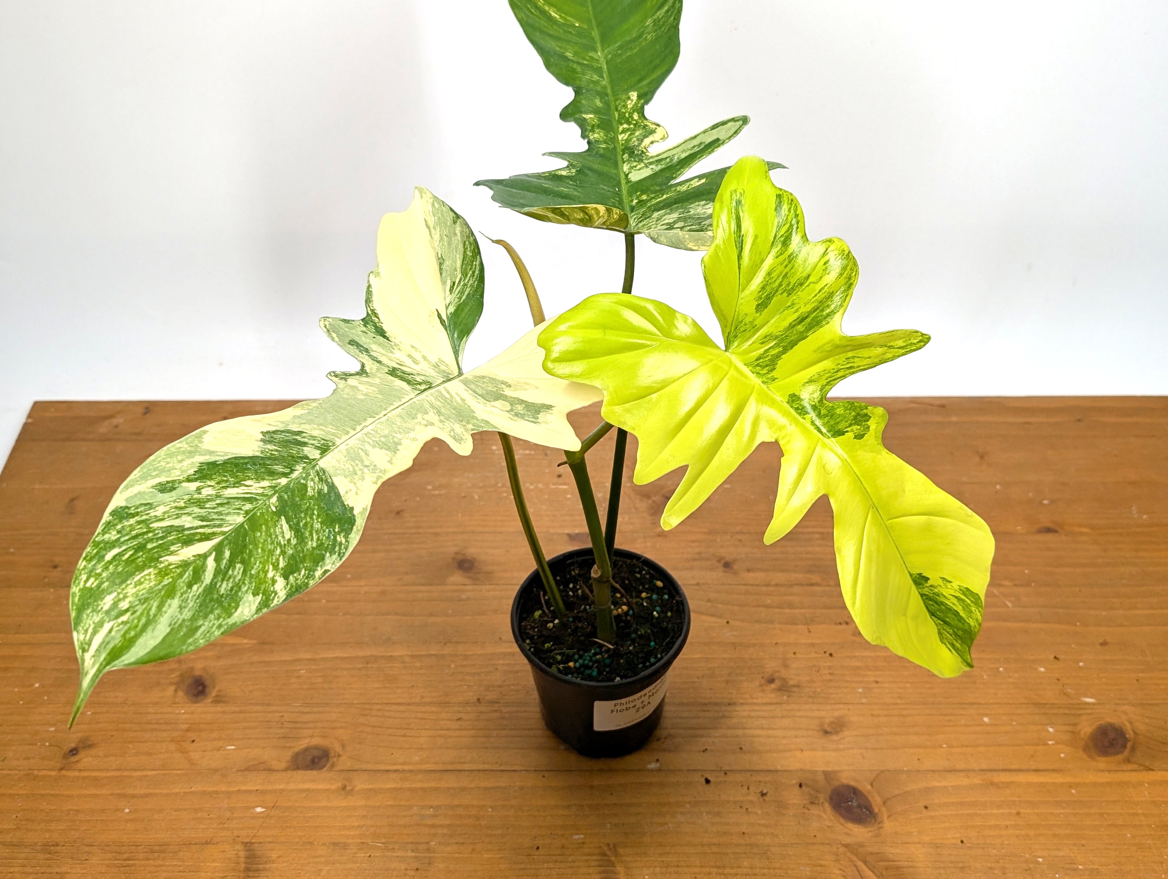 Philodendron Florida Beauty x Mayoi - Exact Plant